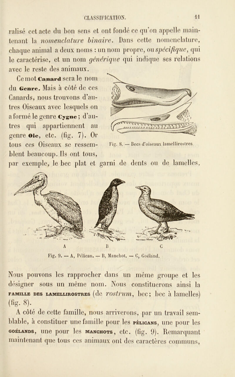 ralisé cet acte du bon sens et ont fondé ce qu’on appelle main- tenant la nomenclature binaire. Dans cette nomenclature, chaque animal a deux noms : un nom projire, o\\ spécifique, (pii le caractérise, et un nom générique qui indique ses relations avec le reste aes animaux. Ce mot Canard sera le nom du Genre. Mais à C()té de ces Canards, nous trouvons d’au- tres Oiseaux avec lesquels on a formé le genre Cygne ; d’au- tres qui appartiennent au genre oîe, etc. (fig. 7). Or tous ces Oiseaux se ressem- blent beaucoup. Ils ont tous, par exemple, le bec plat et f i de dents ou de lamelles. Fig. 9. — A, Pélican. — B, Manchot. — G, Goéland. Nous pouvons les rapprocher dans un meme groupe et les désigner sous un même nom. Nous constituerons ainsi la FAMILLE DES LAMELLiRosTREs (do rostruui, boc; boc à lamelles) (fig. 8). A côté de cette famille, nous arriverons, par un travail sem- blable, à constituer une famille pour les pélicans, une pour les GOÉLANDS, une pour les manchots, etc. (lig. 9). Remarquant maintenant que tous ces animaux ont des caractères communs,