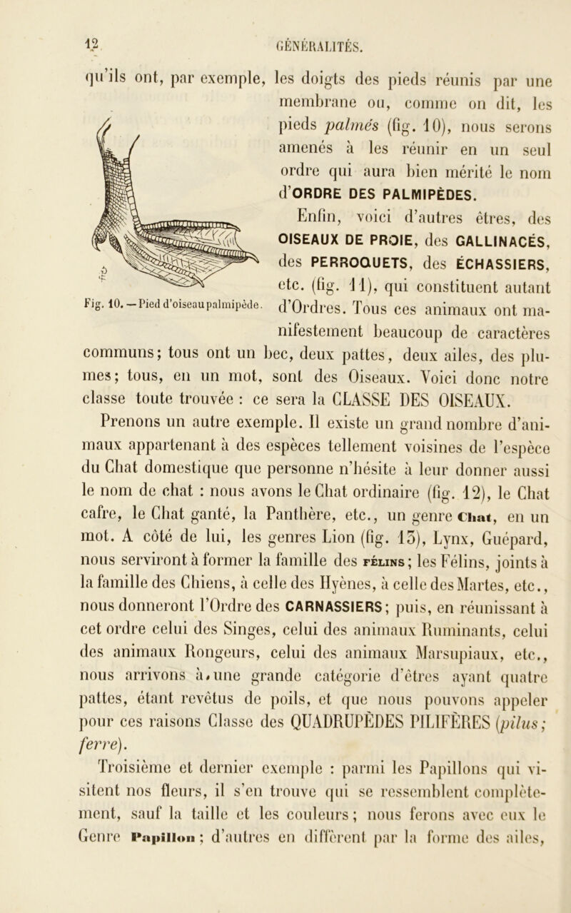 les doigts des pieds réunis par une membrane ou, comme on dit, les pieds palmés (fig. 10), nous serons amenés à les réunir en un seul ordre qui aura bien mérité le nom d’ORDRE DES PALMIPÈDES. Enfin, voici d’autres êtres, des OISEAUX DE PROIE, des GALLINACÉS, des PERROQUETS, des ÉCHASSIERS, etc. (fig. 11), qui constituent autant d’Ordi ‘es. Tous ces animaux ont ma- nilestement beaucoup de caractères communs; tous ont un bec, deux pattes, deux ailes, des plu- mes; tous, en un mot, sont des Oiseaux. Voici donc notre classe toute trouvée : ce sera la CLASSE DES OISEAUX. Prenons un autre exemple. Il existe un grand nombre d’ani- maux appartenant à des espèces tellement voisines de l’espèce du Chat domestique que personne n’hésite à leur donner aussi le nom de chat : nous avons le Chat ordinaire (fig. 12), le Chat cafre, le Chat ganté, la Panthère, etc., un genre cimi, en un mot. A côté de lui, les genres Lion (fig. 13), Lynx, Guépard, nous serviront à former la famille des félins; les Félins, joints à la famille des Chiens, à celle des Hyènes, à celle des Martes, etc., nous donneront l’Ordre des CARNASSIERS; puis, en réunissant à cet ordre celui des Singes, celui des animaux Ruminants, celui des animaux Rongeurs, celui des animaux Marsupiaux, etc,. qu’ils ont, par exemple. Fig. 10. — Pied d’oiseau palmipède. nous arrivons à^une grande catégorie d’êtres ayant quatre pattes, étant revêtus de poils, et que nous pouvons appeler pour ces raisons Classe des QUADRUPÈDES PILTFÈRES {piliis ; ferre). Troisième et dernier exemple : parmi les Papillons qui vi- sitent nos fleurs, il s’en trouve qui se ressemblent complète- ment, sauf la taille et les couleurs ; nous ferons avec eux le Genre Papillon ; d’autres en diffèrent par la forme des ailes.