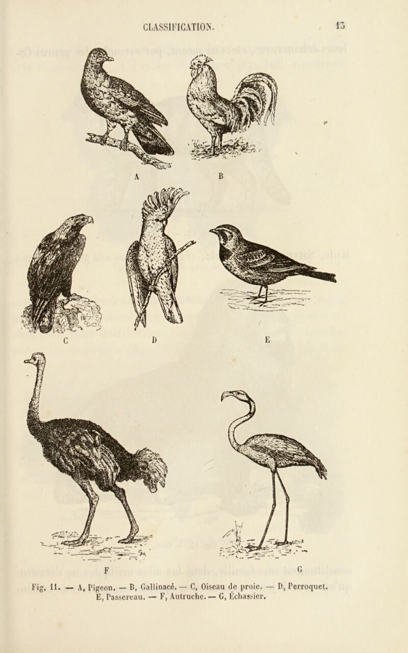 Fig. 11. F G A, Pigeon. — B, Gallinacé. — G, Oiseau de proie. — D, Perroquet. E, Passereau. — F, Autruche. — G, Echassier.