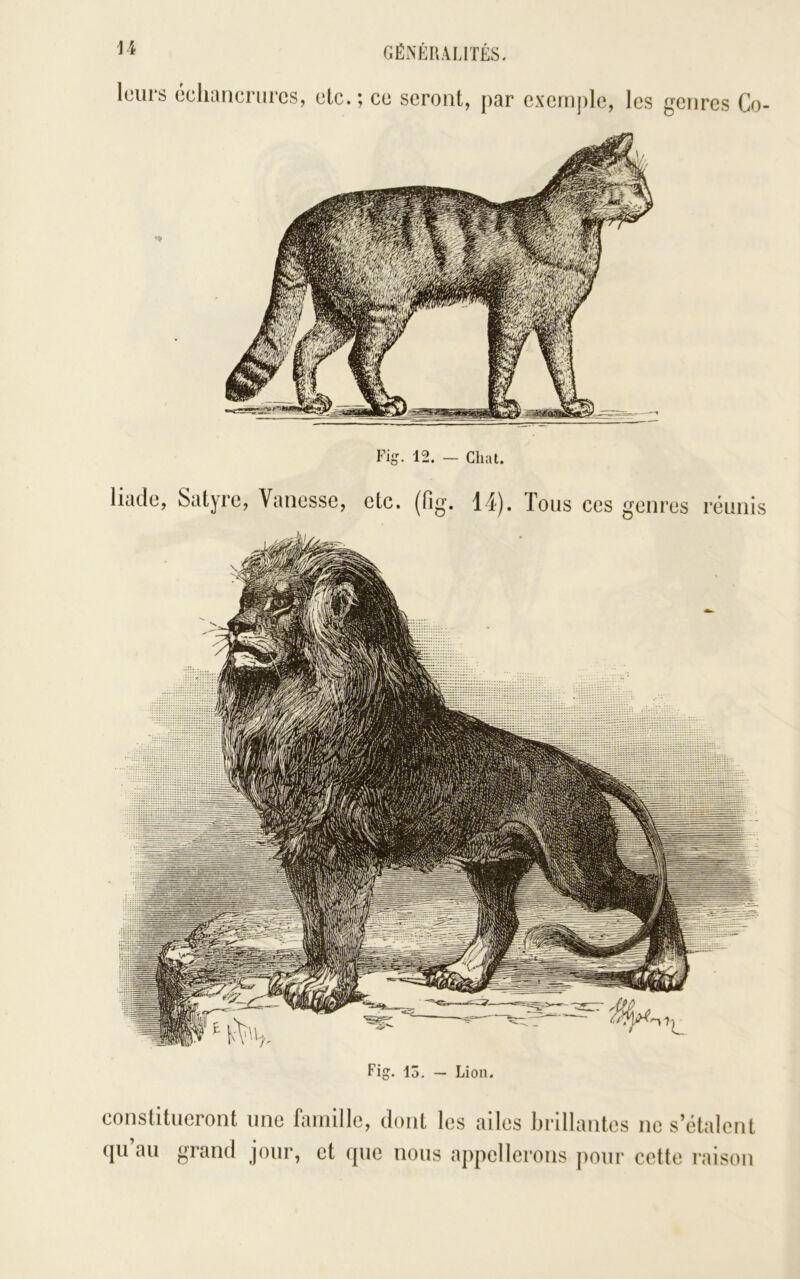 leurs écliaiicrurcs, elc. ce seront, par exemple, les genres Co- Fig. 12. — Chat. 14). Tous ces genres réunis Fig. 13. — Lion. liacle, Satyre, Vanesse, etc. (fig. constitueront une famille, dont les ailes brillantes ne s’étalent (|u au grand jour, et que nous appellerons pour cette raison