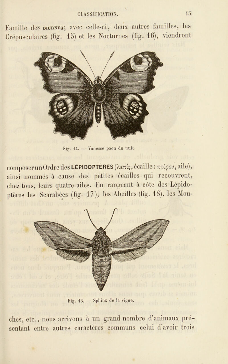 Famille des diurnes; avec celle-ci, deux autres familles, les Crépusculaires (fig. 15) et les Nocturnes (fig. 10), viendront Fig. 14. — Vanesse paon de nuit. composer un Ordre des LÉPIDOPTÈRES écaille ; aile), ainsi nommés à cause des petites écailles qui recouvrent, chez tous, leurs quatre ailes. En rangeant à côté des Lépido- ptères les Scarabées (fig. 17), les Abeilles (fig. 18), les Mou- Fig. 15. — Sphinx de la vigne. elles, etc., nous arrivons à un grand nombre d’animaux pré- sentant entre autres caractères communs celui d’avoir trois