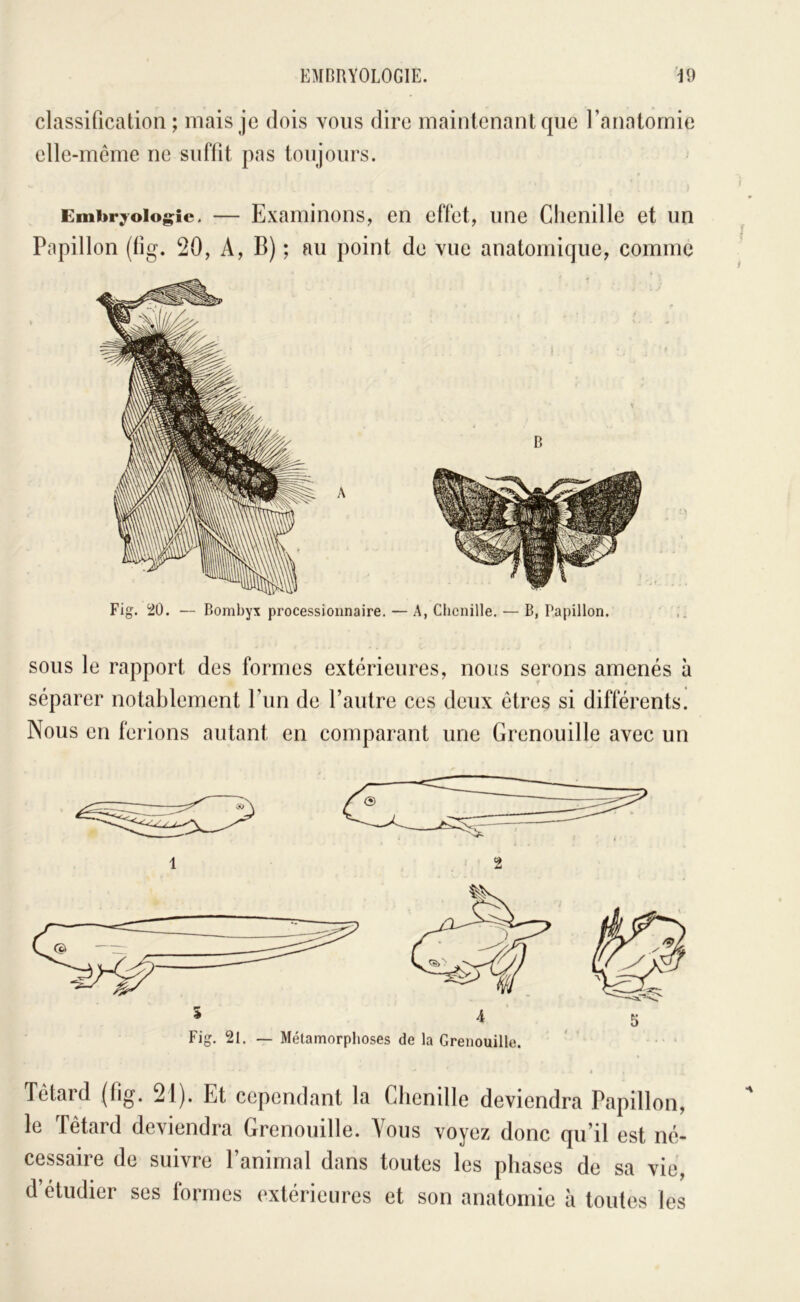 classification ; mais je dois vous dire maintenant que l’anatornie elle-même ne suffit pas toujours. Embr^oiog^ie. — Examinons, en effet, une Clienille et un Papillon (fig. 20, A, B) ; au point de vue anatomique, comme Fig. 20. — Bombyx processionnaire. — A, Chenille. — B, Papillon. SOUS le rapport des formes extérieures, nous serons amenés à séparer notablement Eun de l’autre ces deux êtres si différents. Nous en ferions autant en comparant une Grenouille avec un Têtard (fig. 21). Et cependant la Chenille deviendra Papillon, le Têtard deviendra Grenouille. Vous voyez donc qu’il est né- cessaire de suivre l’animal dans toutes les phases de sa vie, d’étudier ses formes extérieures et son anatomie à toutes les