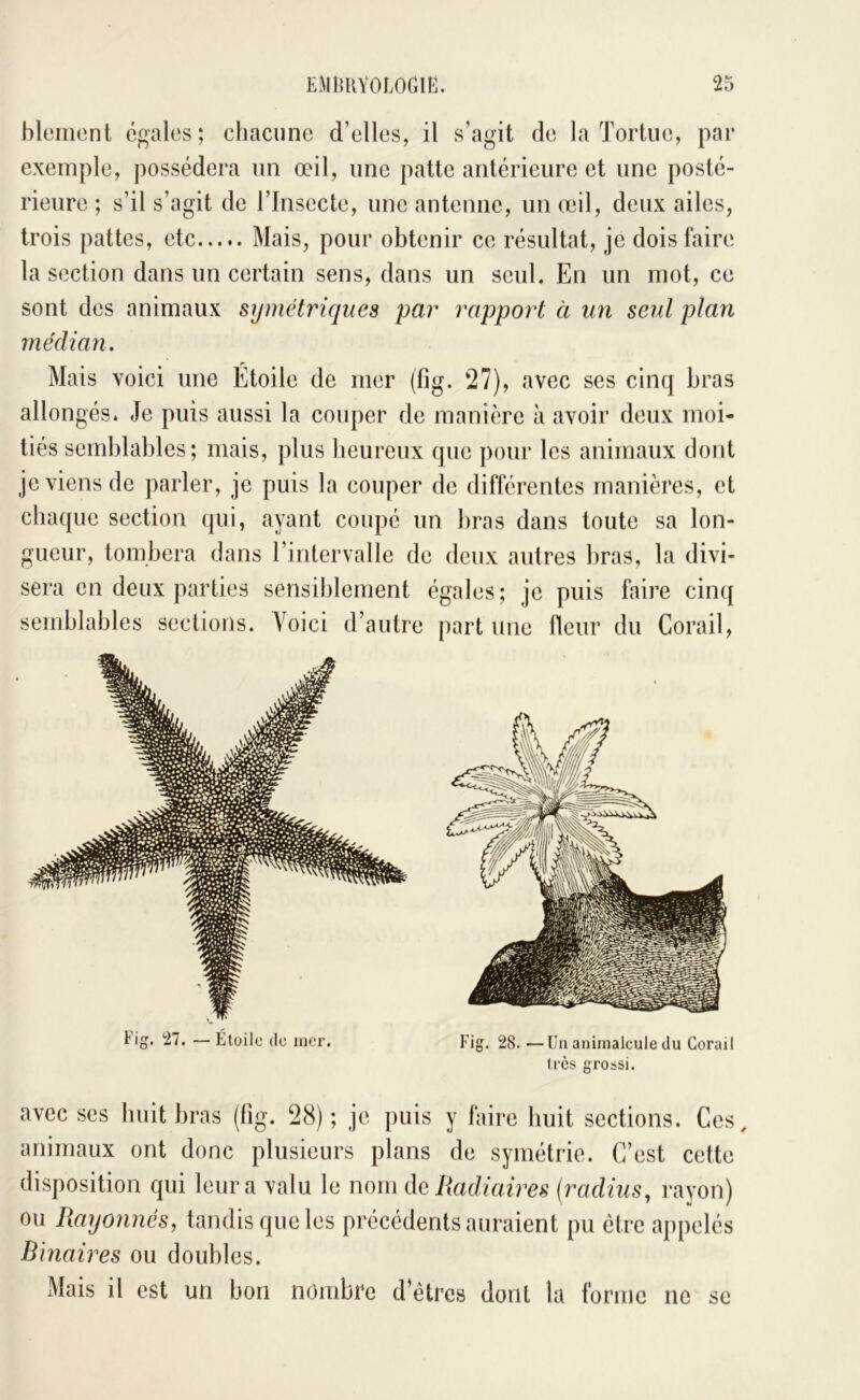 bleiiient égales ; chacune d’elles, il s’agit de la Tortue, par exemple, possédera un œil, une patte antérieure et une posté- rieure ; s’il s’agit de l’Insecte, une antenne, un œil, deux ailes, trois pattes, etc Mais, pour obtenir ce résultat, je dois faire la section dans un certain sens, dans un seul. En un mot, ce sont des animaux symétriques par rapport à un seul plan médian. Mais voici une Étoile de mer (fig. 27), avec ses cinq bras allongés. Je puis aussi la couper de manière à avoir deux moi- tiés semblables; mais, plus lieureux que pour les animaux dont je viens de parler, je puis la couper de différentes manières, et chaque section qui, ayant coupé un bras dans toute sa lon- gueur, tombera dans l’intervalle de deux autres bras, la divi- sera en deux parties sensiblement égales; je puis faire cinq semblables sections. Voici d’autre part une fleur du Corail, tig. 'il. — Étoile (le mer, Fig. 28. —Un animalcule du Corail très grossi. avec scs huit bras (fig. 28) ; je puis animaux ont donc plusieurs plans y faire huit sections. Ces, de symétrie. C’est cette disposition qui leur a valu le nom dcRadiaires {radius, rayon) ou Rayonnes, tandis que les précédents auraient pu être appelés Binaires ou doubles. Mais il est un bon nombre d’êtres dont la forme ne se