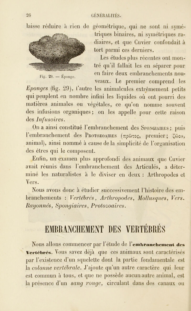 Fig. 29. Éponge. laisse réduire à rien de géométrique, qui ne sont ni symé- triques binaires, ni symétriques ra- diaires, et que Cuvier confondait à tort parmi ces derniers. Les études plus récentes ont mon- tré qu’il fallait les en séparer pour en faire deux embranchements nou- veaux. Le premier comprend les Eponges (fig. 29), l’autre les animalcules extrêmement petits qui peuplent en nombre infini les liquides où ont pourri des matières animales ou végétales, ce qu’on nomme souvent des infusions organiques ; on les appelle pour cette raison des Infusoires. On a ainsi constitué rembrancliement des Spongiaires ; puis rembrancliement des Protozoaires (::pwT0(;, premier; ^wcv, animal), ainsi nommé à cause de la simplicité de l’organisation des êtres qui le composent. Enfin, un examen plus approfondi des animaux que Cuvier avait réunis dans rembrancliement des Articulés, a déter- miné les naturalistes à le diviser en deux : Arthropodes et Vers. Nous avons donc à étudier successivement l’iiistoire des em- brancliements : Veiiëbrés, Artlu^opodes, Mollusques, Vej's. Rayonnés, Spongiaires, Protozoaires. EMBRANCHEMENT DES VERTEBRES Nous allons commencer par l’étude de l’embraiiciicment ties Vertébrés. Yous savez déjà que ces animaux sont caractérisés par l’existence d’un squelette dont la partie fondamentale est la colonne vertébrale. J’ajoute qu’un autre caractère qui leur est commun à tous, et que ne possède aucun autre animal, est la présence d’un sang rouge, circulant dans des canaux ou