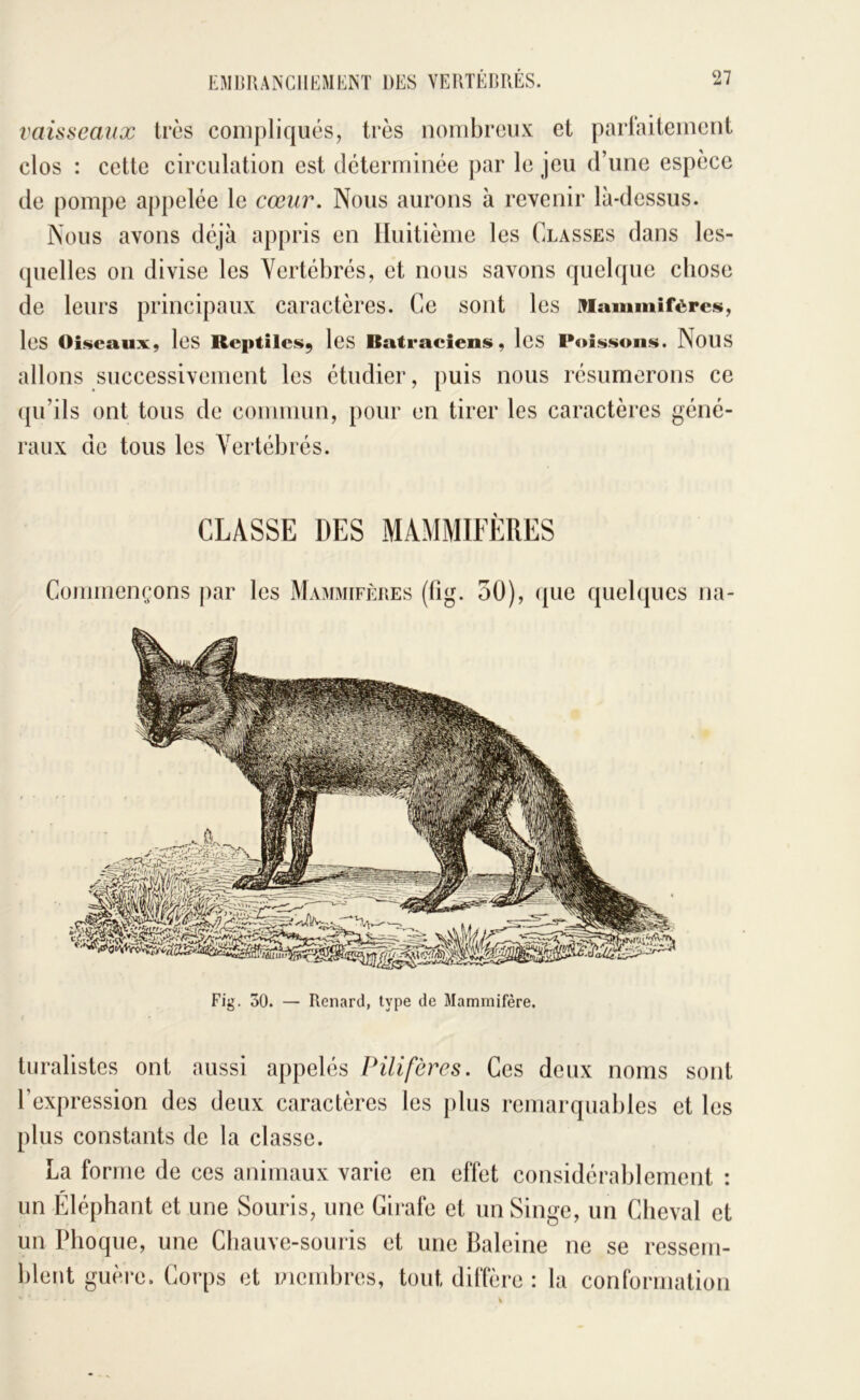 vaisseaux très compliqués, très nombreux et parlaitement clos : cette circulation est déterminée par le jeu d’une espèce de pompe appelée le cœur. Nous aurons à revenir là-dessus. Nous avons déjà appris en Huitième les Classes dans les- quelles on divise les Vertébrés, et nous savons quelque chose de leurs principaux caractères. Ce sont les Mammifères, les Oiseaux, IcS Reptiles, les Batraeiens, leS Poissons. NoUS allons successivement les étudier, puis nous résumerons ce (|u’ils ont tous de commun, pour en tirer les caractères géné- raux de tous les Vertébrés. CLASSE DES MAMMIFÈRES Commençons par les Mammifères (fig. 50), que quelques na- Fig. 30. — Renard, type de Mammifère. turalistes ont aussi appelés Pilifères. Ces deux noms sont l’expression des deux caractères les plus remarquables et les plus constants de la classe. La forme de ces animaux varie en effet considérablement : un Éléphant et une Souris, une Girafe et un Singe, un Cheval et un Phoque, une Chauve-souris et une Baleine blent guère. Corps et membres, tout dilfère : 1 ne se ressem- a conformation