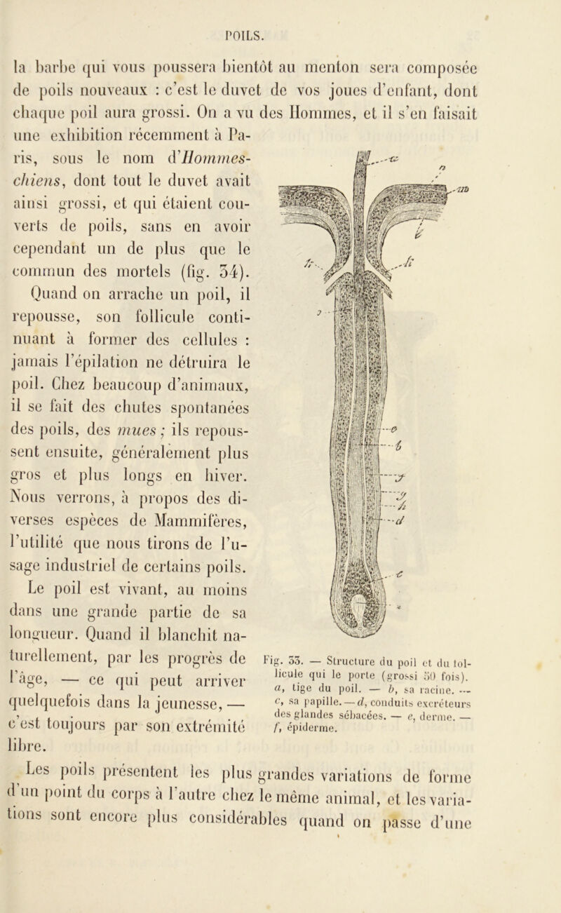 » la liarhe qui vous poussera bientôt au menton sera composée de poils nouveaux : c’est le duvet de vos joues d’enfant, dont chaque poil aura grossi. On a vu une exliibition récemment à Pa- ris, sous le nom à'Hommes- chiens, dont tout le duvet avait ainsi grossi, et qui étaient cou- verts de poils, sans en avoir cependant un de plus que le coimnun des mortels (üg. 54). Quand on arrache un poil, il repousse, son follicule conti- nuant à former des cellules : jamais l’épilation ne détruira le poil. Chez beaucoup d’animaux, il se fait des chutes spontanées des poils, des mues; ils repous- sent ensuite, généralement plus gros et plus longs en hiver. Nous verrons, à propos des di- verses espèces de Mammifères, l’utilité que nous tirons de l’u- sage industriel de certains poils. Le poil est vivant, au moins dans une grande partie de sa longueur. Quand il blanchit na- turellement, par les progrès de 1 âge, — ce qui peut arriver quelquefois dans la jeunesse,— c’est toujours par son extrémité libre. des Hommes, et il s’en faisait Fig. 55. — Structure du poil et du lol- licule qui le porte (grossi 50 fois). a, tige du poil. — b, sa racine. — c, sa papille. — r/, conduits excréteurs des glandes sébacées. — c, derme. — /’, épiderme. Les poils présentent les plus grandes variations de fornie d’un point du corps à l’autre chez le même animal, et les varia- tions sont encore plus considérables (piand on [lasso d’une