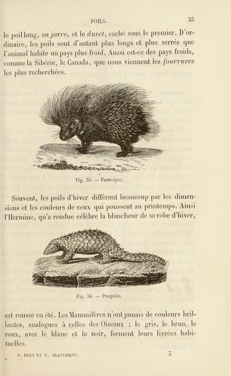 le poil long, m jarre, cl le duvci, caché sous le premier. D’or- dinaire, les ])oils sont d’autant plus longs et plus serrés que l’animal habite un pays plus froid. Aussi est-ce des pays froids, comme la Sibérie, le Canada, que nous viennent les fourrures les plus recherchées. Fig. 55. — Porc-épic. Souvent, les poils d’hiver diffèrent beaucoup par les dimen- sions et les covdeurs de ceux (pii poussent au printemps. Ainsi rilermine, ([ii’a rendue célèbre la blancheur de sa robe d’hiver. Fig. oG. — Pangolin. est rousse en été. Les Mammifères n ont jamais de couleurs bril- lantes, analogues à celles des Oiseaux : le gris, le brun, le roux, avec le blanc et le noir, forment leurs livrées habi- tuelles. 1‘. liiaiT Kl' K. KLANCllAKP.