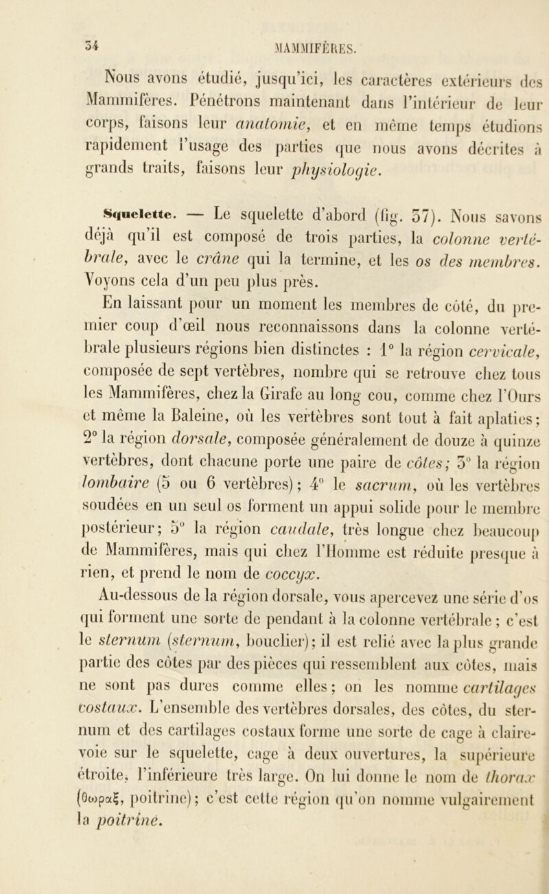 Nous avons étudié, jusqu’ici, les caractères extérieurs des Mammifères. Pénétrons maintenant dans rintérieur de leur corps, faisons leur anatomie, et en meme temps étudions rapidement l’usage des })arties que nous avons décrites à grands traits, faisons leur pJnjsiologie. SqucieUe. — Le Squelette d’abord (tig. 57). Nous savons déjà qu il est composé de trois parties, la colonne verté- brale, avec le crâne qui la termine, et les os des membres. Voyons cela d’un peu plus près. En laissant pour un moment les membres de côté, du pre- mier coup d’œil nous reconnaissons dans la colonne verté- brale plusieurs régions bien distinctes : IMa région cervicale, composée de sept vertèbres, nombre qui se retrouve chez tous les Mammifères, chez la Girafe au long cou, comme chez POurs et même la Baleine, où les vertèbres sont tout à fait aplaties; la région dorsale, composée généralement de douze à quinze vertèbres, dont chacune porte une paire de côtes; 5“ la région lombaire (5 ou 6 vertèbres) ; 4” le sacrum, où les vertèl)res soudées en un seul os forment un appui solide pour le membre postérieur; la région caudale, très longue chez beaucoup de Mammifères, mais qui cliez rilomme est réduite presque à rien, et prend le nom de coccyx. Au-dessous de la région dorsale, vous apercevez une série d’os qui foianent une sorte de pendant à la colonne vertébrale ; c’est le sternum [sternum, bouclier); il est relié avec lapins grande partie des côtes par des pièces qui ressemblent aux côtes, mais ne sont pas dures comme elles ; on les nomme cartilages costaux. L’ensemble des vertèbres dorsales, des côtes, du ster- num et des cartilages costaux forme une sorte de cage à claire- voie sur le squelette, cage à deux ouvertures, la supérieure étroite, l’inférieure très large. On lui donne le nom de thorax (ôojpai, poitrine) ; c’est cette région (pPon nomme vulgairement la poitrine.