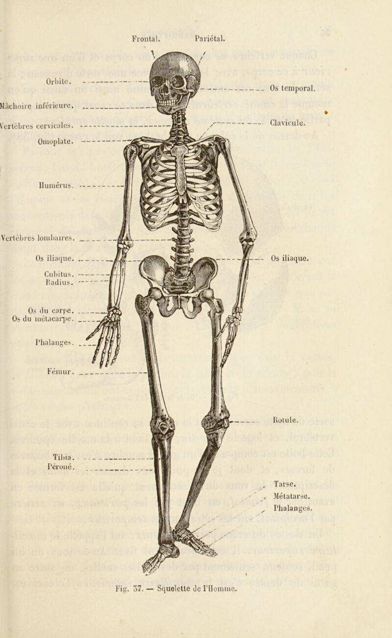 Frontal. A Pariétal. Orbite. Mâchoire inférieure. Vertèbres cervicales. Omoplate. Humérus. Verlèbi-es lombaires. Os iliaque. Cubitus. Radius. Os (lu carpe. Os du mélacaïqie. Phalanges. Fémur. Tibia. Péroné. Os temporal. Clavicule. Os iliaque. Rotule. Tarse. Métatarse. Phalanges. Fig.. 57. — Squelette de Pllomme.