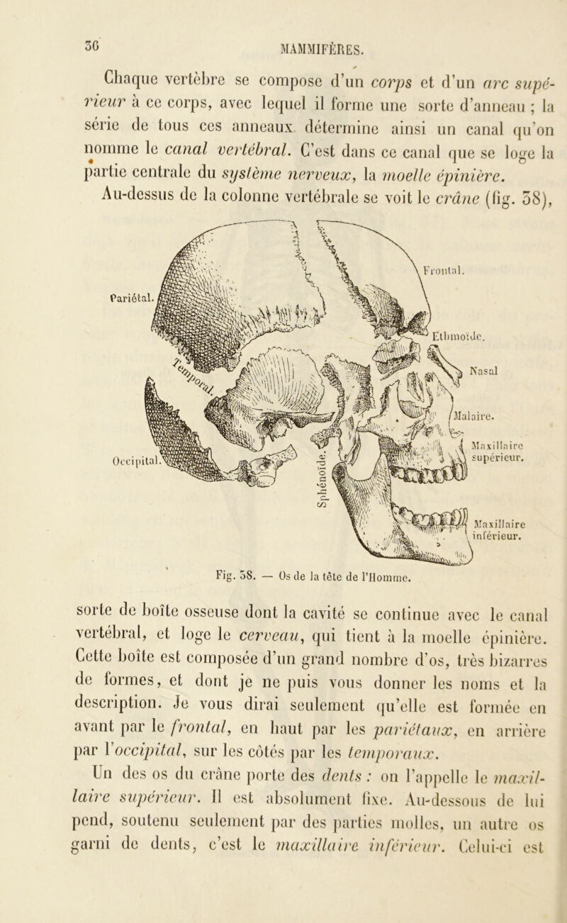 Chaque vertèbre se compose d’un corps et d’un arc supé- rieur à ce corps, avec lequel il forme une sorte d’anneau ; la série de tous ces anneaux détermine ainsi un canal qu’on nomme le canal vertébral. C’est dans ce canal que se lo^e la partie centrale du syslènie nerveux., la moelle épinière. Au-dessus de la colonne vertébrale se voit le crâne (fig. 58), Pariétal. Occipital Maxillaire supérieur. Jlaxillaire inférieur. Fig. 58. — üs de la tête de l’flommc. sorte de boîte osseuse dont la cavité se continue avec le canal vertébral, et loge le cerveau., qui tient à la moelle épinière. Cette boîte est composée d’un grand nombre d’os, très bizarres de formes, et dont je ne puis vous donner les noms et la description. Je vous dirai seulement qu’elle est formée en avant par le /rontal, en haut par les pariétaux, en arrière par Voccipital, sur les côtés par les temporaux. Un des os du crâne porte des dents : on l’ajipelle le maxil- laire supérieur. 11 est absolument bxe. Au-dessous de lui pend, soutenu seulement par des parties molles, un autre os garni de dents, c’est le maxillaire inférieur. Celui-ci est