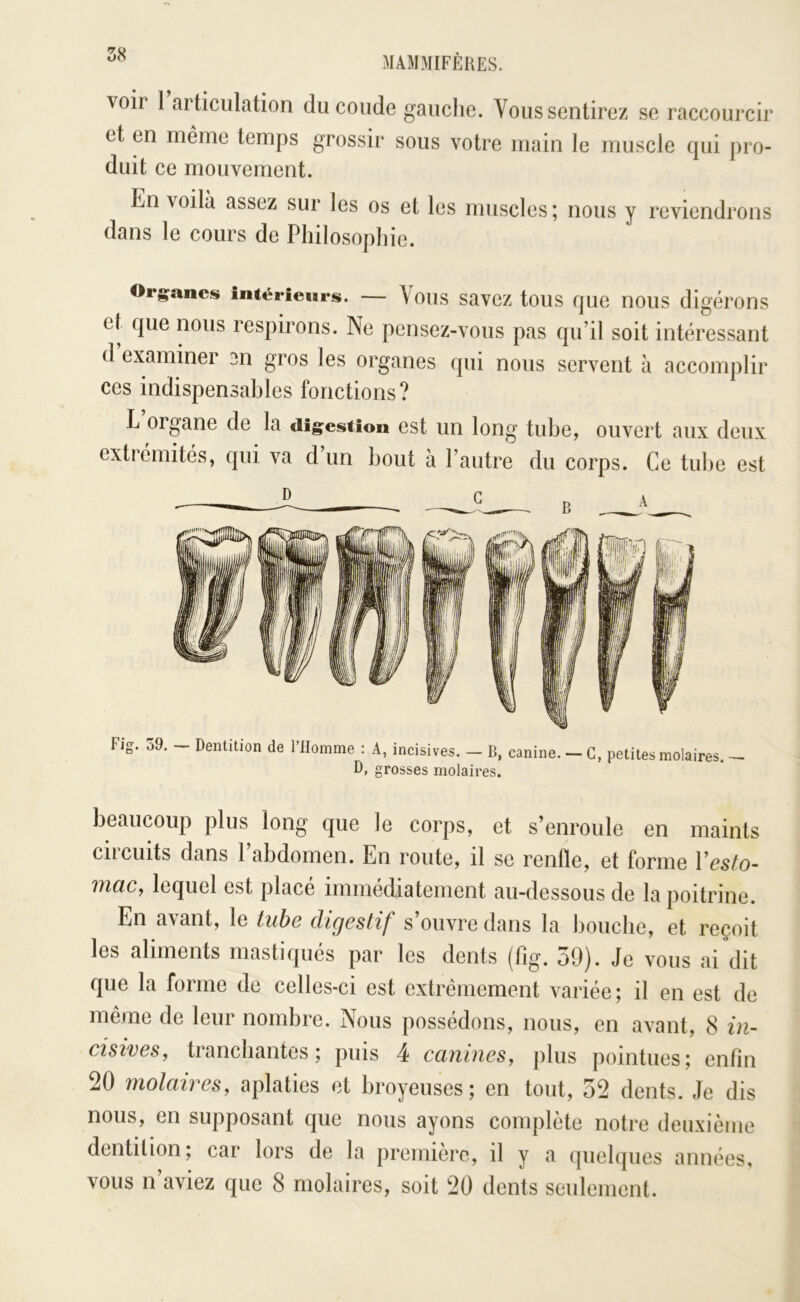 voir 1 articulation du coude gauche. Vous sentirez se raccourcir et en même temps grossir sous votre main le muscle qui pro- duit ce mouvement. En voilà assez sur les os et les muscles ; nous y reviendrons dans le cours de Philosophie. Organes intérieurs. — \ous savez tous que nous digérons et que nous respirons. Ne pensez-vous pas qu’il soit intéressant d examiner en gros les organes qui nous servent à accomplir ces indispensables fonctions? L’organe de la digestion est un long tube, ouvert aux deux extrémités, qui va d’un bout à l’autre du corps. Ce tul)e est Fig. 59. - Dentition de l’Homme : A, incisives. - B, canine. - C, petites molaires. - D, grosses molaires. beaucoup plus long que le corps, et s’enroule en maints circuits dans l’abdomen. En route, il se renfle, et forme Vesto- maCf lequel est placé immédiatement au-dessous de la poitrine. En avant, le tube digestif s’ouvre dans la bouche, et reçoit les aliments mastiqués par les dents (fig. 59). Je vous ai dit que la forme de celles-ci est extrêmement variée ; il en est de même de leur nombre. Nous possédons, nous, en avant, 8 in- cisives, tranchantes; puis 4 canines, plus pointues; enfin 20 molaires, aplaties et broyeuses ; en tout, 52 dents. Je dis nous, en supposant que nous ayons complète notre deuxième dentition; car lors de la première, il y a quelques années,