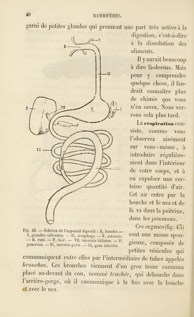 garni de petites glandes qui prennent une part très active à la digestion, c’est-à-dire à la dissolution des aliments. 11 y aurait beaucoup à dire là-dessus. Mais pour y comprendre quelque chose, il fau- drait connaître plus de chimie que vous n’en savez. Nous ver- rons cela plus tard. La respiration Con- siste, comme vous l’observez aisément sur vous - même , à introduire régulière- ment dans l’intérieur de votre corps, et à en expulser une cer- taine quantité d’air. Cet air entre par la bouche et le nez et de là va dans la poitrine, dans les po2i7nons. Ces organes (fig. 45) sont une masse spon- gieuse, composée de petites vésicules qui communiquent entre elles par l’intermédiaire de tubes appelés h^onches. Ces bronches viennent d’un gros tronc commun placé au-devant du cou, nommé trachée^ qui débouche dans l’arrière-gorge, où il communique à la Ibis avec la bouche Fig, 42. — Schéma de l’appareil digestif : B, bouche.— S, glandes salivaires — Œ, œsophage. — E, estomac. — R, rate. — F, foie. — VB, vésicule biliaire. — P, ■IG, intestin grc'le.,— Gl, gros intestin. pancréas. et avec le nez.