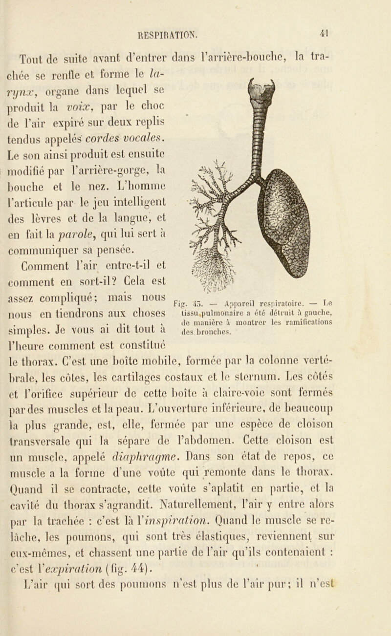 Tout de suite avant d’entrer dans rarrière-})0uche, la tra- chée SC renfle et forme le la- rijux, organe dans lequel se produit la voix, par le choc de l’air expiré sur deux replis tendus appelés cordes vocales. Le son ainsi produit est ensuite modifié par l’arrière-gorge, la bouche et le nez. L’homme l’articule par le jeu intelligent des lèvres et de la langue, et en fait la parole,, qui lui sert à communiquer sa pensée. Comment l’air entre-t-il et comment en sort-il? Cela est assez compliqué; mais nous nous en tiendrons aux choses simples. Je vous ai dit tout à l’heure comment est constitué le thorax. C’est une boîte mobile, formée par la colonne verté- brale, les côtes, les cartilages costaux et le sternum. Les côtés et l’orifice srqiérieur de cette boîte à claire-voie sont fermés pardes muscles et la peau. L’ouverture inférieure, de beaucoup la plus grande, est, elle, fermée par une espèce de cloison transversale qui la sépare de l’abdomen. Cette cloison est un muscle, appelé diaphracjme. Dans son état de repos, ce muscle a la forme d’une voûte qui remonte dans le thorax. Quand il se contracte, cette voûte s’aplatit en partie, et la cavité du thorax s’agrandit. Naturellement, l’air y entre alors par la trachée : c’est là Vinspixation. Quand le muscle se re- lâche, les poumons, qui sont très élastiques, reviennent sur eux-mémes, et chassent une partie de fair qu’ils contenaient : c’est Y expiration (fig. 44). L’air ((iii sort des poumons n’est plus de l’air pur; il n’est Fig. 4ü. — Appareil respiratoire, — Ce tissu .pulmonaire a été détruit à gauche, de manière à montrer les ramifications dos bronches.