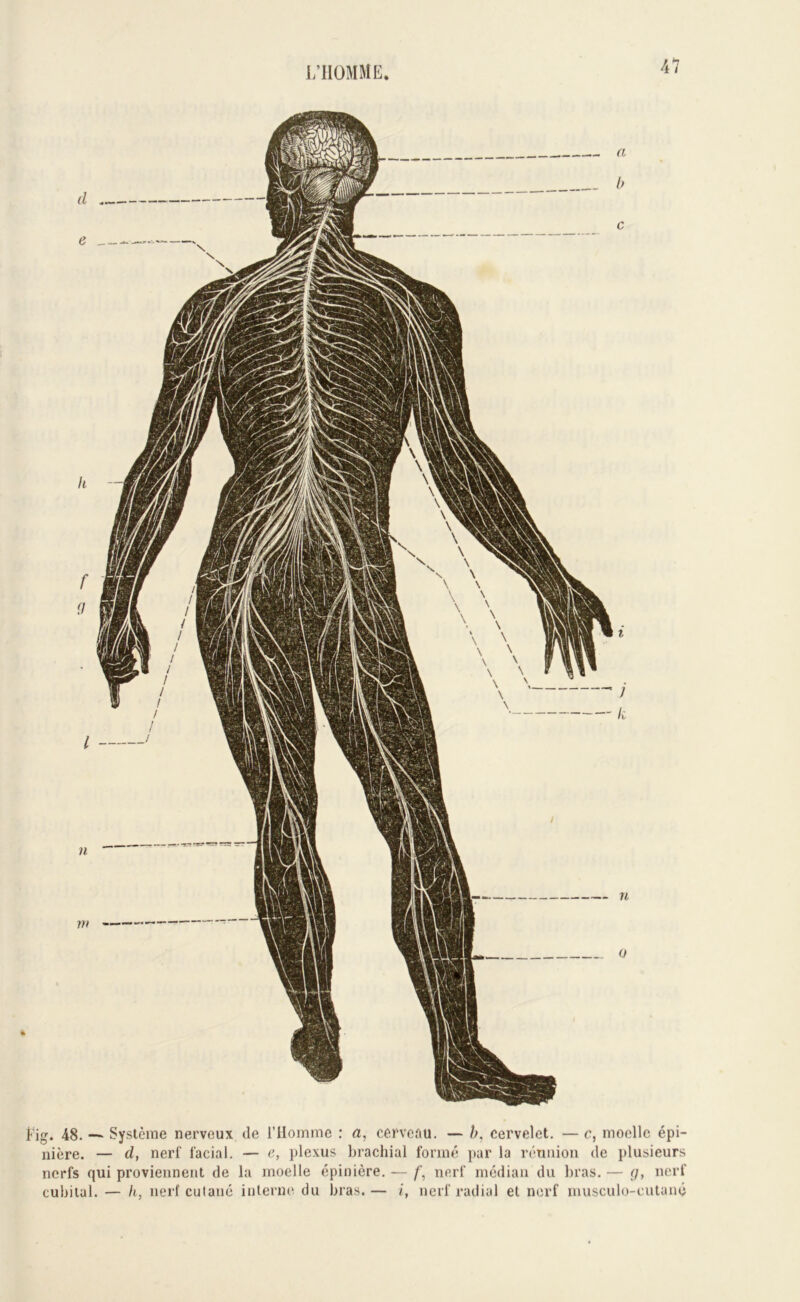 ig. 48. — Système nerveux de rilomme : a, cervcfiu, — h. cervelet. — c, moelle épi- nière. — d, nerf facial. — e, plexus brachial formé par la réniiiou de plusieurs nerfs qui proviennent de la moelle épinière. — nerf médian du bras. — f/, nerf cubital. — II, nerf culané interne', du bras.— i, nerf radial et nerf musculo-eutané