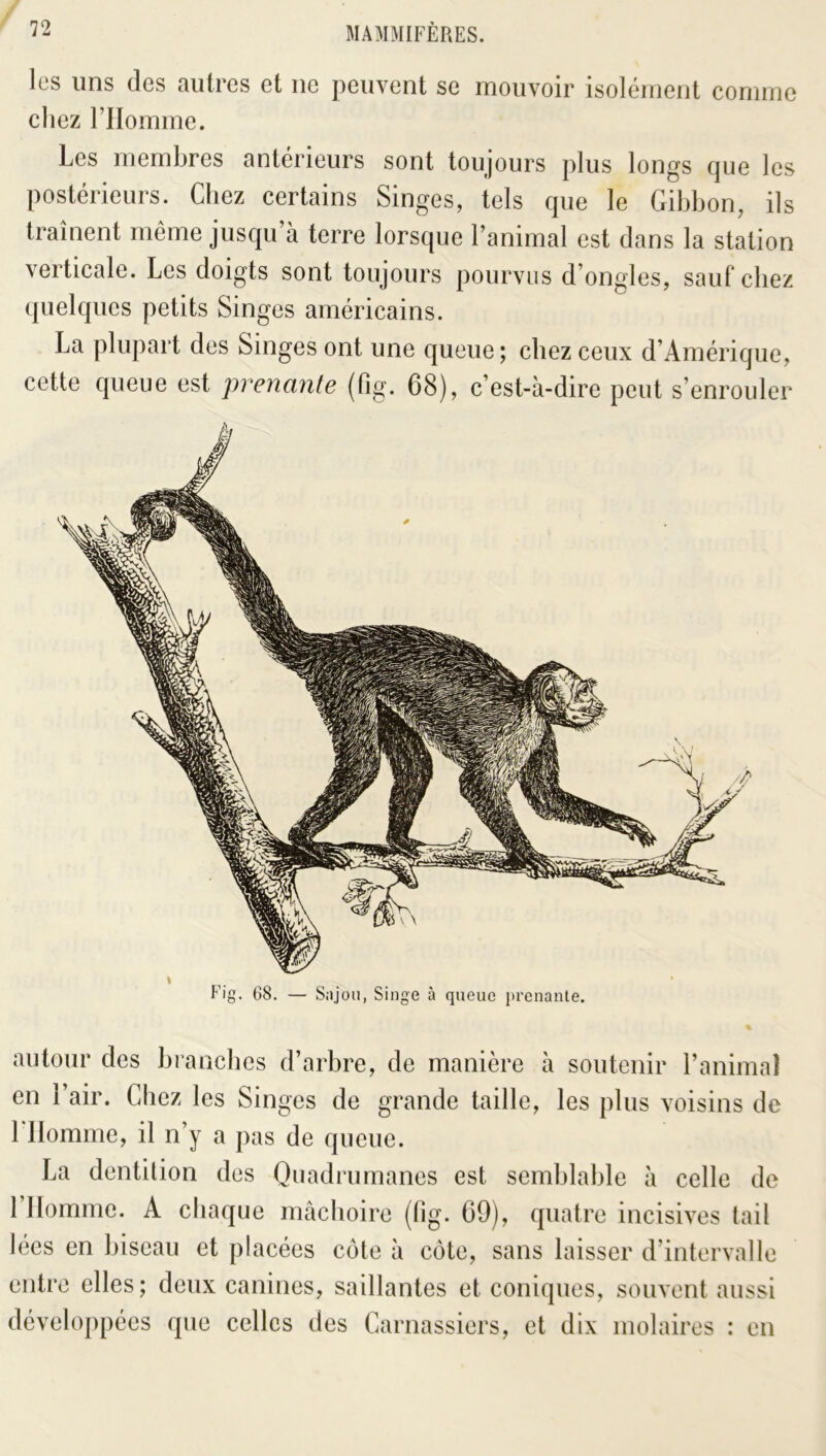 les uns des autres et ne peuvent se mouvoir isolément comme chez rilomme. Les membres antérieurs sont toujours plus longs que les postérieurs. Chez certains Singes, tels que le Gibbon, ils traînent même jusqu’à terre lorsque l’animal est dans la station verticale. Les doigts sont toujours pourvus d’ongles, sauf chez quelques petits Singes américains. La plupart des Singes ont une queue; chez ceux d’Amérique, cette queue est prenante (fig. 68), c’est-à-dire peut s’enrouler % Fig. 68. — Siijon, Singe à queue prenante. autour des branches d’arbre, de manière à soutenir l’animaî en l’air. Chez les Singes de grande taille, les plus voisins de rilomme, il n’y a pas de queue. La dentition des Quadrumanes est semblable à celle de rilomme. A cliaque mâchoire (fig. 69), quatre incisives tail lecs en biseau et placées côte à côte, sans laisser d’intervalle entre elles; deux canines, saillantes et coniques, souvent aussi développées que celles des Carnassiers, et dix molaires : en