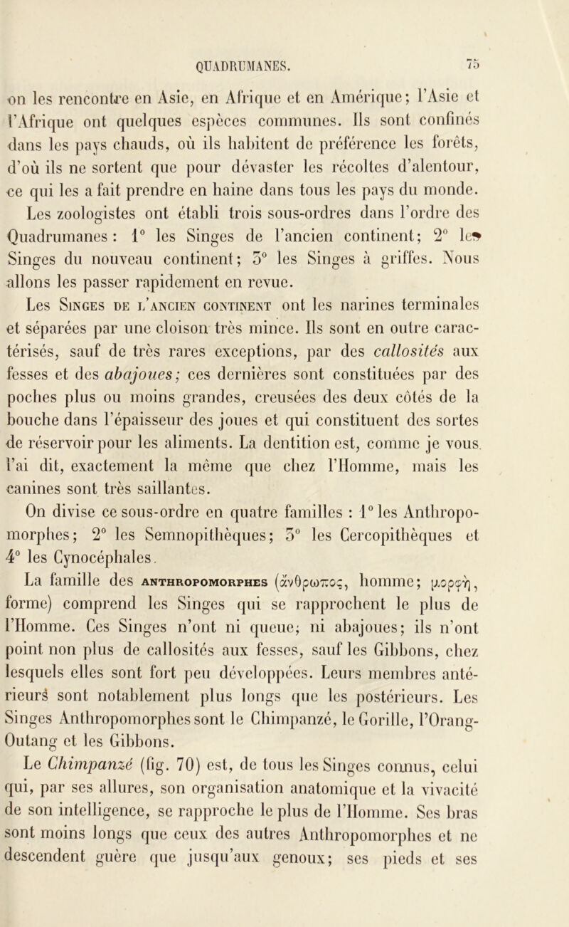 on les rencontre en Asie, en Afrique et en Amérique; l’Asie et l’Afrique ont quelques espèces communes. Ils sont confinés dans les pays chauds, où ils habitent de préférence les forêts, d’où ils ne sortent que pour dévaster les récoltes d’alentour, ce qui les a fait prendre en haine dans tous les pays du monde. Les zooloo’istes ont établi trois sous-ordres dans l’ordre des O Quadrumanes : 1® les Singes de l’ancien continent; 2° lei^ Singes du nouveau continent; 5° les Singes à griffes. Nous allons les passer rapidement en revue. Les Singes de i/ancien continent ont les narines terminales et séparées par une cloison très mince. Ils sont en outre carac- térisés, sauf de très rares exceptions, par des callosités aux fesses et des abajoues; ces dernières sont constituées par des poches plus ou moins grandes, creusées des deux côtés de la bouche dans l’épaisseur des joues et qui constituent des sortes de réservoir pour les aliments. La dentition est, comme je vous, l’ai dit, exactement la meme que chez l’Homme, mais les canines sont très saillantes. On divise ce sous-ordre en quatre familles : l°les Anthropo- morphes; 2® les Semnopithèques; 5° les Cercopithèques et 4® les Cynocéphales, La famille des anthropomorphes (àvOpw^o;, homme; forme) comprend les Singes qui se rapprochent le plus de l’Homme. Ces Singes n’ont ni queue; ni abajoues; ils n’ont point non plus de callosités aux fesses, sauf les Gibbons, chez lesquels elles sont foj't peu développées. Leurs membres anté- rieuré sont notablement plus longs que les postérieurs. Les Singes Anthropomorphes sont le Chimpanzé, le Gorille, l’Orang- Outang et les Gibbons. Le Chimpanzé (fig. 70) est, de tous les Singes coiums, celui qui, par ses allures, son organisation anatomique et la vivacité de son intelligence, se rapproche le plus de rHonnne. Ses bras sont moins longs que ceux des autres Anthropomorphes et ne descendent guère que jusqu’aux genoux; ses pieds et ses