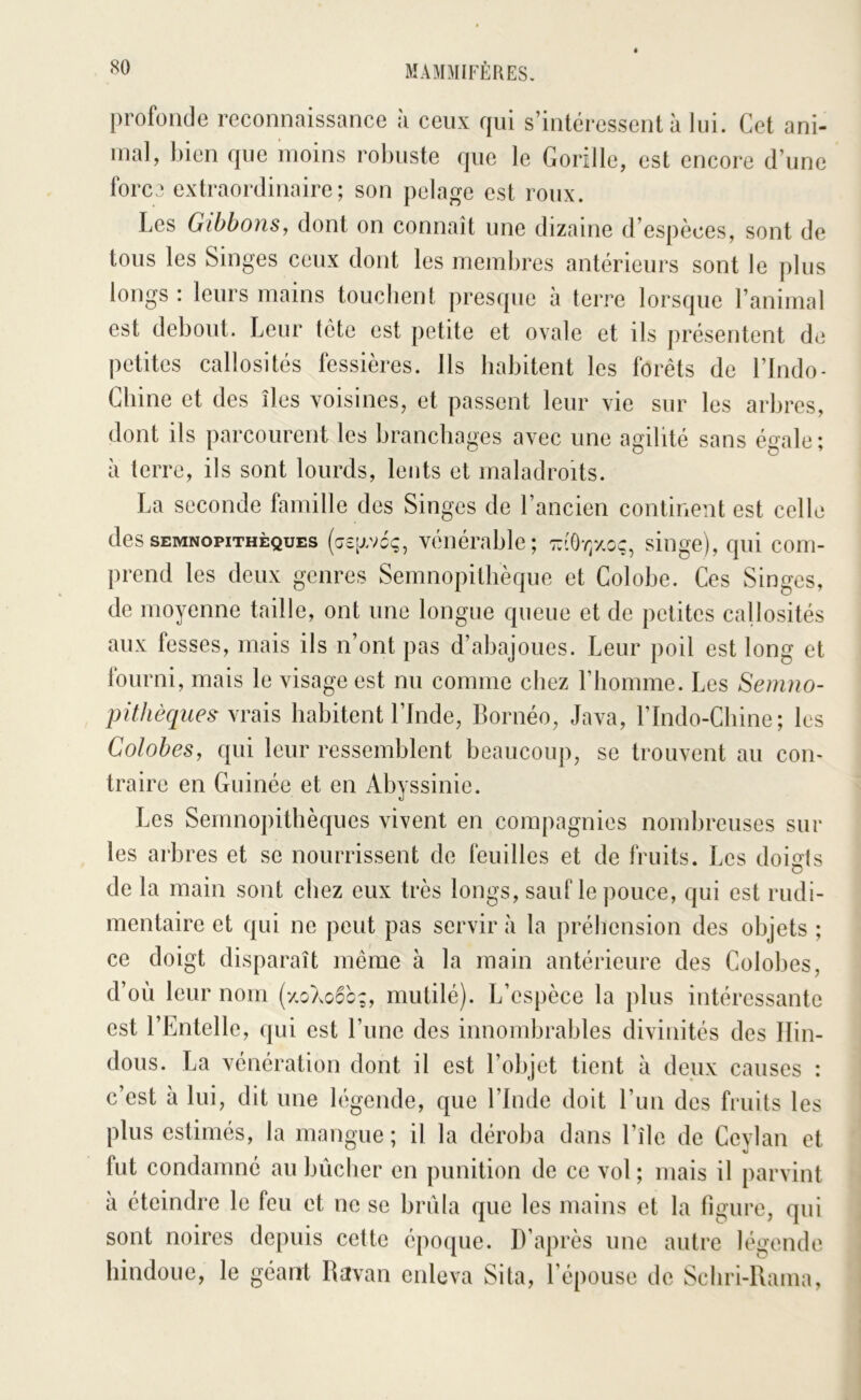 profonde reconnaissance à ceux qui s’intéressent à lui. Cet ani- mal, bien que moins robuste que le Gorille, est encore d’une fore, extraordinaire; son pelage est roux. Les Gibbons, dont on connaît une dizaine d’espèces, sont de tous les Singes ceux dont les membres antérieurs sont le plus longs : leurs mains touchent presque à terre lorsque l’animal est debout. Leur tête est petite et ovale et ils présentent de petites callosités fessières. Ils habitent les forêts de l’Indo- Cbine et des îles voisines, et passent leur vie sur les arbres, dont ils parcourent les branchages avec une agilité sans égale: à terre, ils sont lourds, lents et maladroits. La seconde famille des Singes de l’ancien continent est celle des SEMNOPITHÈQUES (csgvcç, véiiérablc ; 7n'0r//,oç, singe), qui com- prend les deux genres Semnopitbèque et Colobe. Ces Singes, de moyenne taille, ont une longue queue et de petites callosités aux fesses, mais ils n’ont pas d’abajoues. Leur poil est long et fourni, mais le visage est nu comme chez l’homme. Les Senino- pithèque^ wüis habitent l’Inde, Bornéo, Java, l’Indo-Cbine; les Colobes, qui leur ressemblent beaucoup, se trouvent au con- traire en Guinée et en Abyssinie. Les Semnopithèques vivent en compagnies nombreuses sur les arbres et se nourrissent de feuilles et de fruits. Les doigts de la main sont chez eux très longs, saufle pouce, qui est rudi- mentaire et qui ne peut pas servir à la préhension des objets ; ce doigt disparaît même à la main antérieure des Colobes, d’où leur nom [7,0X060%, mutilé). L’espèce la plus intéressante est l’Entellc, qui est l’une des innombrables divinités des Hin- dous. La vénération dont il est l’objet tient à deux causes : c’est à lui, dit une légende, que l’Indc doit run des fruits les plus estimés, la mangue ; il la déroba dans l’île de Ccvlan et fut condamné au bûcher en punition de ce vol ; mais il parvint à éteindre le feu et ne se brûla que les mains et la figure, qui sont noires depuis cette époque. D’après une autre légende hindoue, le géant Ravan eideva Sita, l’épouse de Scliri-Rama,