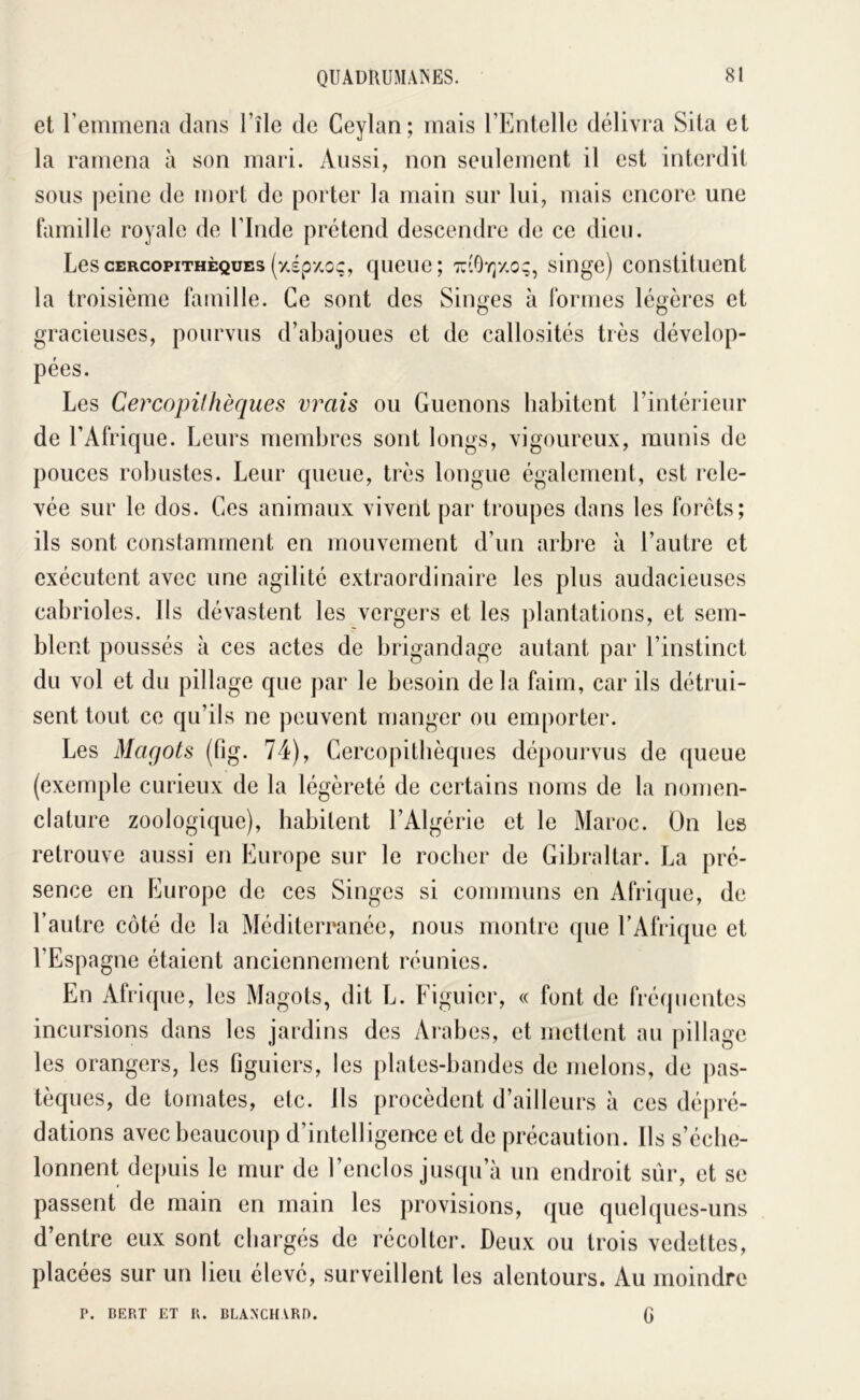 et l’emmena dans l’île de Ceylan; mais l’Entelle délivra Sila et la ramena à son mari. Aussi, non seulement il est interdit sons peine de iTiort de porter la main sur lui, mais encore une famille royale de l’Inde prétend descendre de ce dieu. Les CERCOPITHÈQUES (7,£p*/,oc, qiieuc ; t:'0y)7,o;, singe) constituent la troisième famille. Ce sont des Singes à formes légères et gracieuses, pourvus d’abajoues et de callosités très dévelop- pées. Les Cercopithèques vrais ou Guenons habitent rintérieur de l’Afrique. Leurs membres sont longs, vigoureux, munis de pouces robustes. Leur queue, très longue également, est rele- vée sur le dos. Ces animaux vivent par troupes dans les forets; ils sont constamment en mouvement d’un arbi'e à l’autre et exécutent avec une agilité extraordinaire les plus audacieuses cabrioles. Ils dévastent les vergers et les plantations, et sem- blent poussés à ces actes de brigandage autant par l’instinct du vol et du pillage que par le besoin de la faim, car ils détrui- sent tout ce qu’ils ne peuvent manger ou emporter. Les Magots (fig. 74), Cercopithèques dépourvus de queue (exemple curieux de la légèreté de certains noms de la nomen- clature zoologique), habitent l’Algérie et le Maroc. On les retrouve aussi en Europe sur le rocher de Gibraltar. La pré- sence en Europe de ces Singes si communs en Afrique, de l’autre côté de la Méditerranée, nous montre que l’Afrique et l’Espagne étaient anciennement réunies. En Afrique, les Magots, dit L. Figuier, « font de fréquentes incursions dans les jardins des Arabes, et mettent au pillage les orangers, les figuiers, les plates-bandes de melons, de pas- tèques, de tomates, etc. Ils procèdent d’ailleurs à ces dépré- dations avec beaucoup d’intelligence et de précaution. Ils s’éche- lonnent depuis le mur de l’enclos jusqu’à un endroit sûr, et se passent de main en main les provisions, que quelques-uns d’entre eux sont chargés de récolter. Deux ou trois vedettes, placées sur un lieu élevé, surveillent les alentours. Au moindre P. BERT ET R. BLANCHARD. G