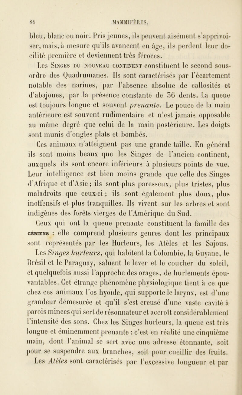 l)lcu, blanc ou noir. Pris jeunes, ils peuvent aisément s’apprivoi- ser, mais, à mesure qu’ils avancent en âge, ils perdent leur do- cilité première et deviennent très féroces. Les SiiNGEs DU NOUVEAU CONTINENT Constituent le second sous- ordre des Quadrumanes. Ils sont caractérisés par l’écartement notable des narines, par l’absence absolue de callosités et d’abajoues, par la présence constante de o6 dents. La queue est toujours longue et souvent prenante. Le pouce de la main antérieure est souvent rudimentaire et n’est jamais opposable au meme degré que celui de la main postérieure. Les doigts sont munis d’ongles plats et bombés. Ces animaux n’atteignent pas une grande taille. En général ils sont moins beaux que les Singes de l’ancien continent, auxquels ils sont encore inférieurs à plusieurs points de vue. Leur intelligence est bien moins grande que celle des Singes d’Afrique et d’Asie ; ils sont plus paresseux, plus tristes, plus maladroits que ceux-ci ; ils sont également plus doux, plus inoffensifs et plus tranquilles. Ils vivent sur les arbres et sont indigènes des forêts vierges de l’Amérique du Sud. Ceux qui ont la queue prenante constituent la famille des cÉBiENs : elle comprend plusieurs genres dont les principaux sont représentés par les Hurleurs, les Atèles et les Sajous. Les Singes hurleurs^ qui liabitent la Colombie, la Guyane, le Brésil et le Paraguay, saluent le lever et le coucher du soleil, et quelquefois aussi l’approche des orages, de hurlements épou- vantables. Cet étrange phénomène physiologique tient à ce que chez ces animaux l’os hyoïde, qui supporte le larynx, est d’une grandeur démesurée et qu’il s’est creusé d’une vaste cavité à parois minces qui sert de résonnateur et accroît considérablemenl l’intensité des sons. Chez les Singes hurleurs, la queue est très longue et éminemment prenante : c’est en réalité une cinquième main, dont l’animal se sert avec une adresse étonnante, soit ])our se suspendre aux branches, soit pour cueillir des fruits. Les Atèles sont caractérisés par l’excessive longueur et par