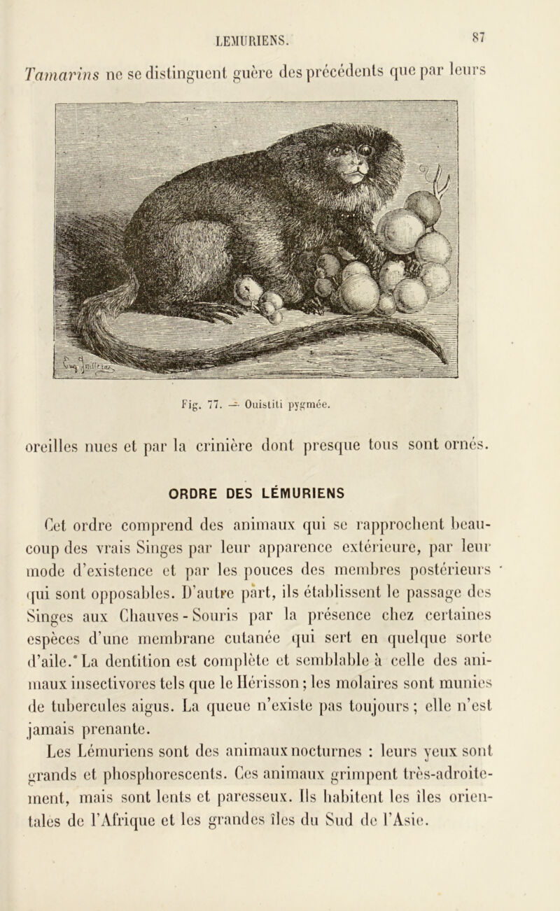 Tamainns ne se distinguent guère des précédents que par leurs Fig. 77. —■ Ouistiti pygmée. oreilles nues et par la crinière dont presque tons sont ornés. ORDRE DES LÉMURIENS Cet ordre comprend des animaux qui se rapprochent l)ean- coiip des vrais Singes par leur apparence extérieure, par leur mode d’existence et par les ponces des membres postérieurs ([iii sont opposables. D’autre part, ils établissent le passage des Singes aux Chauves - Souris par la présence chez certaines espèces d’une membrane cutanée qui sert en quelque sorte d’aile.* La dentition est complète et semblable à celle des ani- maux insectivores tels que le Hérisson ; les molaires sont munies de tubercules aigus. La queue n’existe pas toujours; elle n’est jamais prenante. Les Lémuriens sont des animaux nocturnes : leurs veux sont tj grands et phosphorescents. Ces animaux grimpent très-adroite- ment, mais sont lents et paresseux. Ils habitent les îles orien- tales de l’Afrique et les grandes îles du Sud de l’Asie.