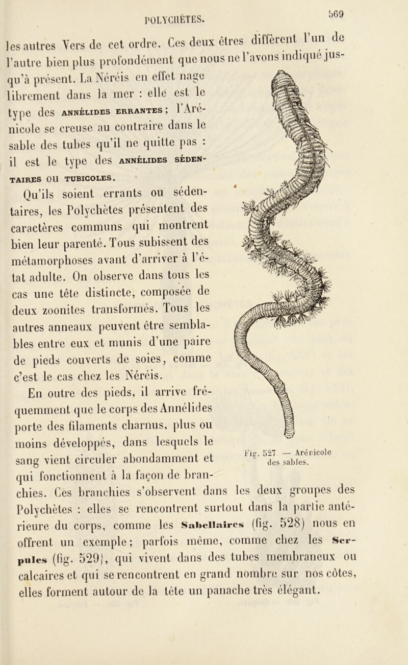 PÜLYCIIÈTES. les autres Vers de cet ordre. Ces deux êtres diffèrent l’un de l’autre bien plus profondément que nous ne l’avons indirpic jus- qu’à présent. La Ncréis en effet nage librement dans la mer : elle est le type des annélides errantes; 1 Aré- nicole se creuse au contraire dans le sable des tubes qu’il ne quitte pas : il est le type des annélides séden- taires ou TUBICOLES. Qu’ils soient errants ou séden- taires, les Polychètes présentent des caractères communs qui montrent bien leur parenté. Tous subissent des métamorphoses avant d’arriver à 1 é- tat adulte. On observe dans tous les cas une tête distincte, composée de deux zoonites transformés. Tous les autres anneaux peuvent être sembla- bles entre eux et munis d’une paire de pieds couverts de soies, comme c’est le cas chez les Néréis. En outre des pieds, il arrive fré- quemment que le corps des Annélides porte des filaments charnus, plus ou moins développés, dans lesquels le sang vient circuler abondamment et qui fonctionnent à la façon de bran- chies. Ces branchies s’observent dans les deux groupes des Polychètes : elles se rencontrent surtout dans la jiarlic anté- rieure du corps, comme les Sabciiaîres (fig. 528) nous en offrent un exemple ; parfois même, comme chez les Ser- puies (fig. 529), qui vivent dans des tuhes membraneux ou calcaires et qui se rencontrent en grand nombre sur nos côtes, elles forment autour de la tête un panache très élégant. 5^7 — Arénicole des sables.