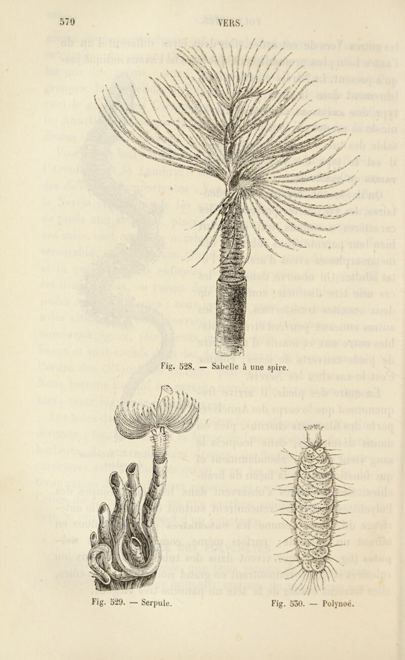 Fig. 550. — Polyiioë.