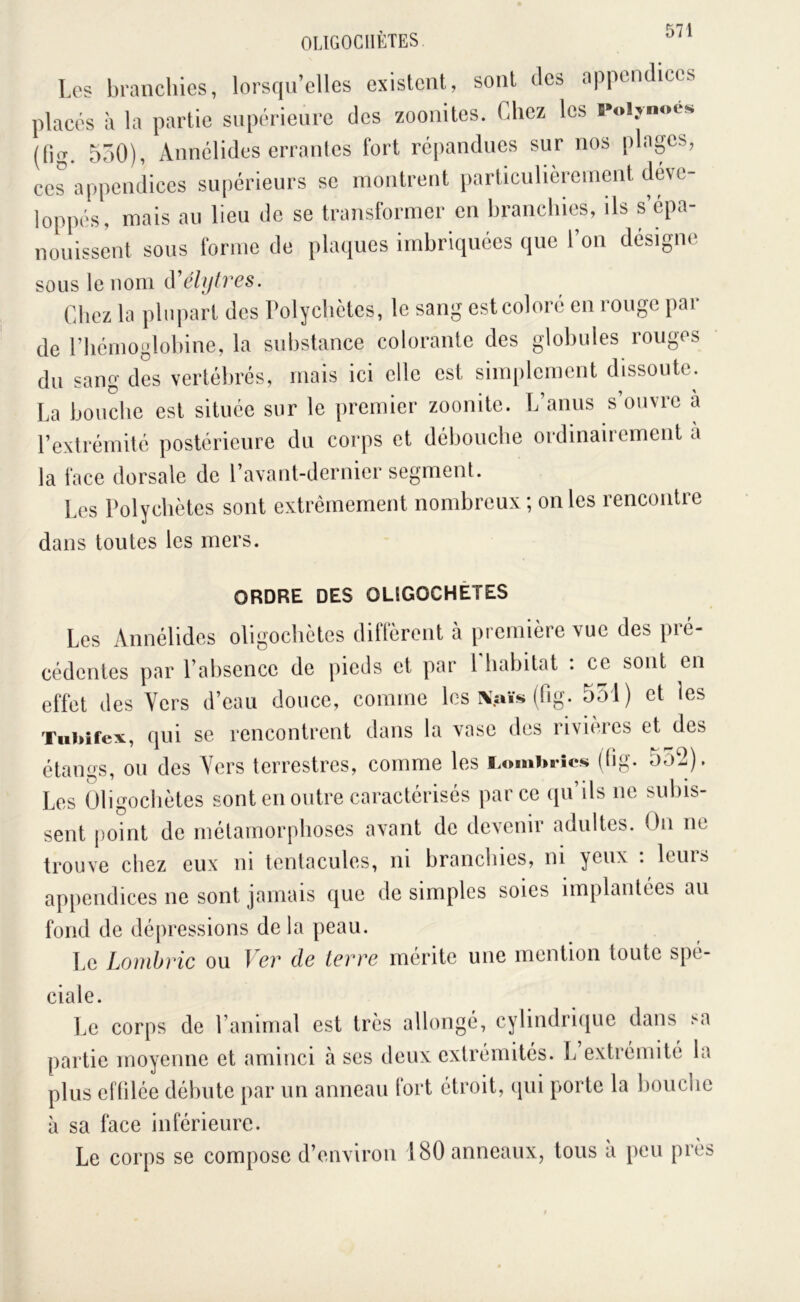 OUGOCHÈTES Les branchies, lorsqu’elles existent, sont des appendices placés à la partie supérieure des zoonites. Cdiez les «•oijm.é* (lig. 5Ô0), Annélides errantes fort répandues sur nos plages, ccrappendices supérieurs se montrent particulièrement déve- loppés, mais au lieu do se transformer en branchies, ils s’épa- nouissent sous forme de plaques imbriquées que I on désigne SOUS le nom Cdicz la plupart des Polycliètcs, le sang estcoloré en rouge par de riiérnoglobine, la substance colorante des globules rouges du sang des vertébrés, mais ici elle est simplement dissoute. La bouche est située sur le premier zoonite. L’anus s’ouvre a l’extrémité postérieure du corps et débouche ordinairement a la face dorsale de l’avant-dernier segment. Les Polychètes sont extrêmement nombreux ; on les rencontre dans toutes les mers. ORDRE DES OLIGOCHÈTES Les Annélides oligocbètes diflèrent a première vue des pie- cédentes par Pabsence de pieds et par 1 habitat : ce sont en effet des Vers d’eau douce, comme les lyaïs (fig. 551) et les Xiibîfex nui se rencontrent dans la vase des iivu'ies et des étangs, ou des Vers terrestres, comme les Lombrics (tig. ooJ). Les Oligocbètes sont en outre caractérisés parce qu’ils ne subis- sent point de métamorphoses avant de devenir adultes. On ne trouve chez eux ni tentacules, ni branchies, ni yeux : leurs appendices ne sont jamais que de simples soies implantées au fond de dépressions de la peau. Le Lombric ou Ver de terre mérite une mention toute spé- ciale. Le corps de l’animal est très allongé, cylindriipie dans ^a partie moyenne et aminci à ses deux extrémités. L extrémité la plus effilée débute par un anneau fort étroit, (pii porte la bouche à sa face inférieure. Le corps se compose d’environ 180 anneaux, tous à peu près
