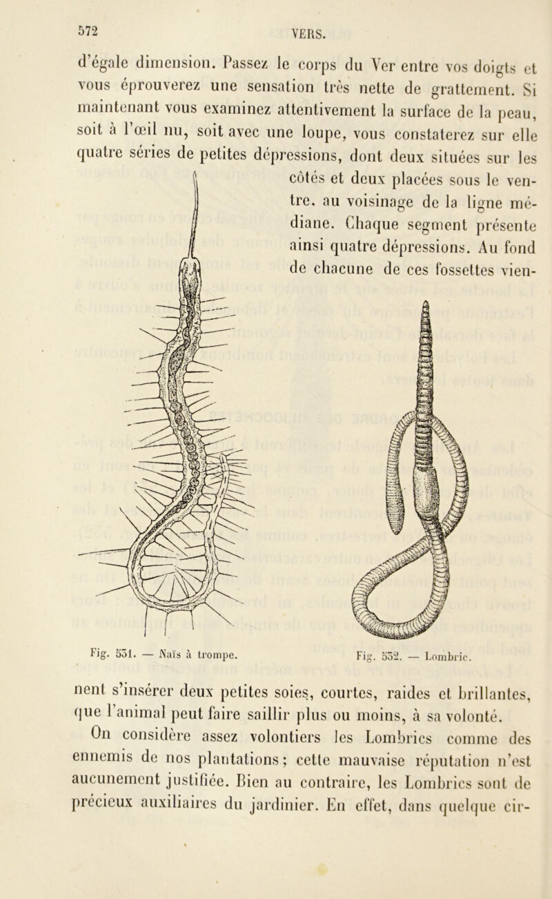 d’égale dimension. Passez le corps du Yer entre vos doigts et vous éprouverez une sensation très nette de grattement. Si maintenant vous examinez attentivement la surface de la peau, soit à 1 œil nu, soit avec une loupe, vous constaterez sur elle quatre séries de petites dépressions, dont deux situées sur les côtés et deux placées sous le ven- tre, au voisinage de la ligne mé- diane. Chaque segment présente ainsi quatre dépressions. Au fond de chacune de ces fossettes vien- Fig. 552. Lombric. nent s’insérer deux petites soies, courtes, raides et brillantes, que 1 animal peut faire saillir plus ou moins, à sa volonté. On considère assez volontiers les Lombrics comme des ennemis de nos plantations ; cetle mauvaise réputation n’est aucunement justifiée. Bien au contraire, les Lombrics sont de précieux auxiliaires du jardinier. En effet, dans quelque cir-