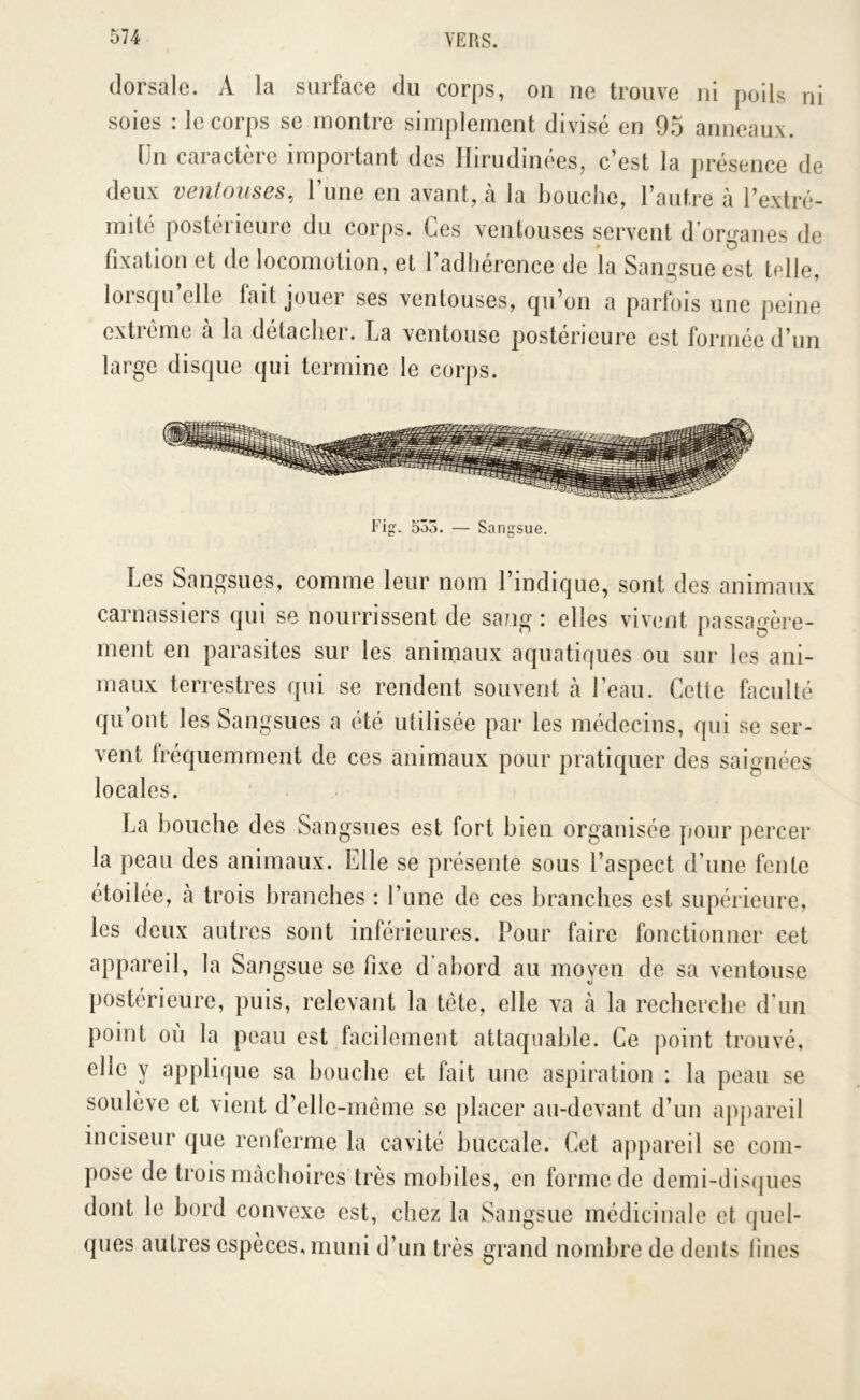 dorsale. A la surface du corps, on ne trouve ni poils ni soies : le corps se montre simplement divisé en 95 anneaux. [Jn caractère important des Ilirudinécs, c’est la présence de deux ventouses, l’une en avant, à la bouche, l’autre à l’extré- mite postéiieure du corps. Ces ventouses servent d organes de fixation et de locomotion, et l’adhérence de la Sangsue est telle, lorsqu’elle fait jouer ses ventouses, qu’on a parfois une peine extrême à la détacher. La ventouse postérieure est formée d’un large disque qui termine le corps. Fig. 553. — Sangsue. Les Sangsues, comme leur nom l’indique, sont des animaux carnassiers qui se nourrissent de sang : elles vivent passagère- ment en parasites sur les animaux aquatiques ou sur les ani- maux terrestres qui se rendent souvent à l’eau. Cette faculté qu’ont les Sangsues a été utilisée par les médecins, qui se ser- vent fréquemment de ces animaux pour pratiquer des saignées locales. La bouche des Sangsues est fort bien organisée pour percer la peau des animaux. Elle se présente sous l’aspect d’une fente étoilée, là trois branches : l’une de ces branches est supérieure, les deux autres sont inférieures. Pour faire fonctionner cet appareil, la Sangsue se fixe d’abord au moyen de sa ventouse postérieure, puis, relevant la tête, elle va à la recherche d’un point où la peau est facilement attaquable. Ce point trouvé, elle y applique sa bouche et fait une aspiration : la peau se soulève et vient d’elle-même se placer au-devant d’un appareil inciseur que renferme la cavité buccale. Cet appareil se com- pose de trois mâchoires très mobiles, en forme de dcmi-dis(jues dont le bord convexe est, chez la Sangsue médicinale et quel- ques autres espèces, muni d’un très grand nombre de dents fines