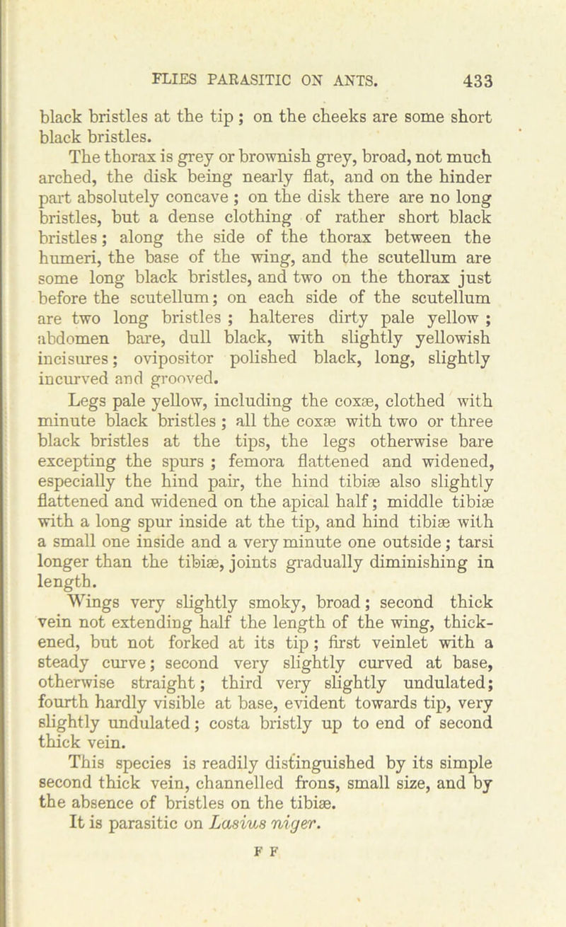 black bristles at the tip; on tbe cheeks are some short black bristles. The thorax is grey or brownish grey, broad, not much arched, the disk being nearly flat, and on the hinder part absolutely concave ; on the disk there are no long bristles, but a dense clothing of rather short black bristles; along the side of the thorax between the humeri, the base of the wing, and the scutellum are some long black bristles, and two on the thorax just before the scutellum; on each side of the scutellum are two long bristles ; halteres dirty pale yellow ; abdomen bare, dull black, with slightly yellowish incisures; ovipositor polished black, long, slightly incurved and grooved. Legs pale yellow, including the coxae, clothed with minute black bristles ; all the coxae with two or three black bristles at the tips, the legs otherwise bare excepting the spurs ; femora flattened and widened, especially the hind pair, the hind tibiae also slightly flattened and widened on the apical half; middle tibiae with a long spur inside at the tip, and hind tibiae with a small one inside and a very minute one outside; tarsi longer than the tibiae, joints gradually diminishing in length. Wings very slightly smoky, broad; second thick vein not extending half the length of the wing, thick- ened, but not forked at its tip ; first veinlet with a steady curve; second very slightly curved at base, otherwise straight; third very slightly undulated; fourth hardly visible at base, evident towards tip, very slightly undulated; costa bristly up to end of second thick vein. This species is readily distinguished by its simple second thick vein, channelled frons, small size, and by the absence of bristles on the tibiae. It is parasitic on Lasius niger. F F