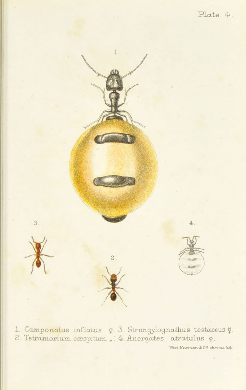 1. Ccunponotus inflaius $.3. Strongylognatlius testaceus 5 2. Tetramorium_ casspitum „4. An erg cubes atratulus £. Wfjfc N*wnvan & C? chroma. Ixtij