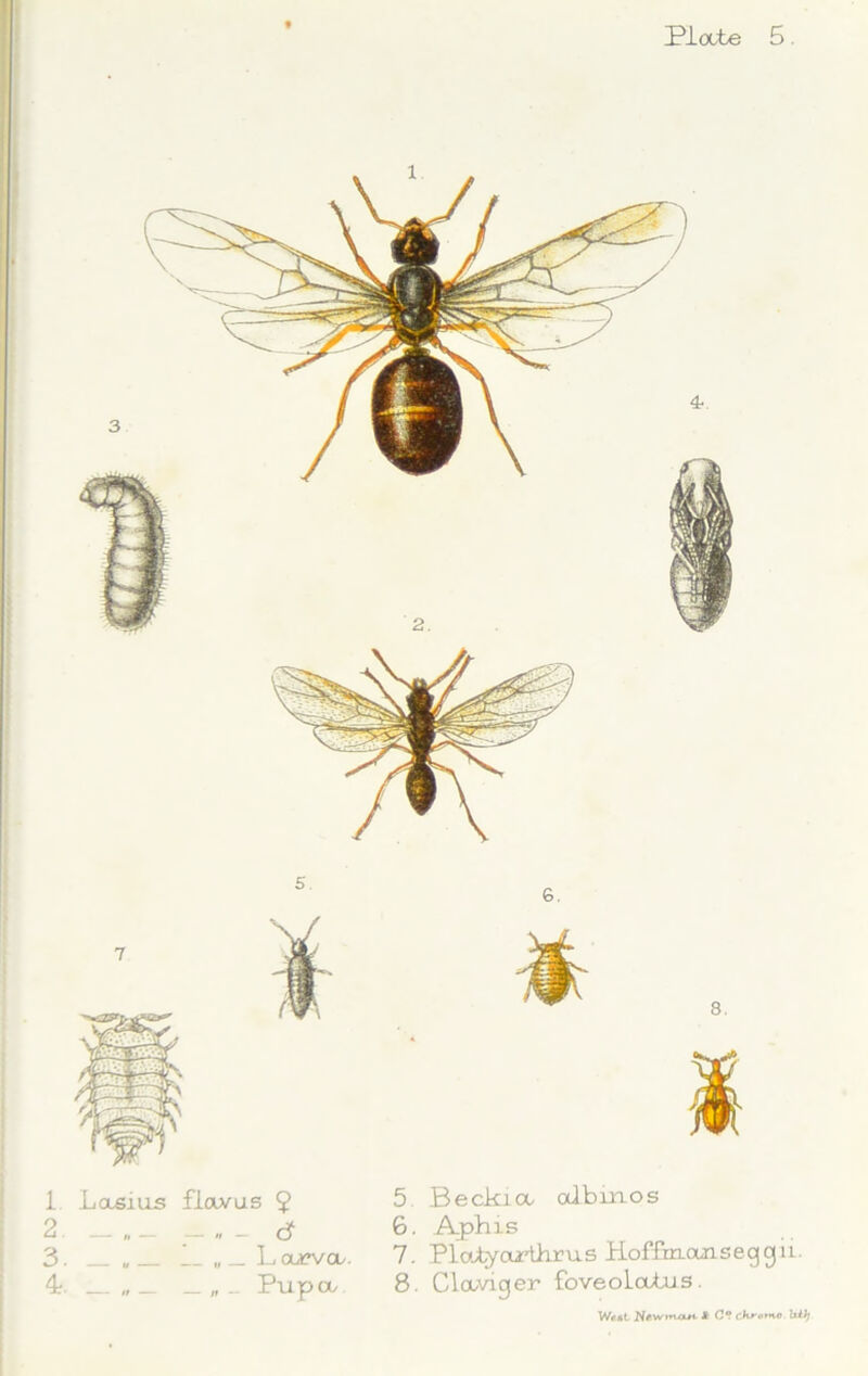 if* OJ to i— Lclsius fiavus $ „ _ L CVCVOU. _ _ „ „ Pupa/ 5 Beckia, albinos 6. Aphis 7. PlajtyaAhrus Hoffmans egojii.. 8. Claviger foveolabus. W*«t Wtwmaw JS- C*? chrorno. Uil)