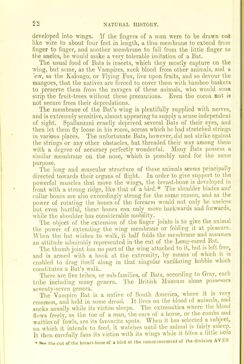 developed into wings. If the fingers of a man were to be drawn out like wire to about four feet in length, a thin membrane to extend from finger to finger, and anotlier membrane to fall from the little finger to the ancles, he would make a very tolerable imitation of a Bat. The usual food of Bats is insects, which they mostly capture on the wing, but some, as the Vampires, suck blood from other animals, and a 'ew, as the Kalongo, or Blying Fox, live upon fruits, and so devour the mangoes, that the natives are forced to eover them with bamboo baskets to preserve them from the ravages of these animals, who would soon strip the fruit-trees without these precautions. Even the cocoa nut is not secure from their depredations. The membrane of the Bat’s wing is plentifully supplied with nerves, and is extremely sensitive, almost appearing to supply a sense independent of sight. Spallanzani cruelly deprived several Bats of their eyes, and then let them fly loose in his room, across which he had stretched strings in various places. The unfortunate Bats, however, did not strike against the strings or any other obstacles, but threaded their way among them with a degree of accuracy perfectly wonderful. Many Bats possess a similar membrane on the nose, which is possibly used for the same purpose. The long and muscular structure of these animals seems principally directed towards their organs of flight. In order to give support to the powerful muscles that move the wings, the breast-bone is developed in front with a strong ridge, like that of a bird.* The shoulder blades and collar bones are also exceedingly strong for the same reason, and as the power of rotating the bones of the forearm would not only be useless but even hurtful, these bones can only move backwards and forwards, while the shoulder has considerable mobility. The object of the extension of the finger joints is to give the animal the power of extending the wing membrane or folding it at pleasure. When the bat wishes to walk, it half folds the membrane and assumes an attitude admirably represented in the cut of the Long-eared Bat. The thumb joint has no part of the wing attached to it, but is left free, and is armed with a hook at the extremity, by nieans of which it. is enabled to drag itself along in that singular vacillating hobhle which constitutes a Bat’s walk. 'L’here are five tribes, or s<ib-familics, of Bats, according to Gray, each tribe including many genera. The British Museum alone poss^’^ses seventy-seven genera. _ . . The Vampire Bat is a native of South America, where it is very common, and held in some dread. It lives on the blood of animals, and sucks usually while its victim sleeps. The extremities where the blood Hows freely, as the toe of a man, the cars of a horse, or the combs and wattles of 'fowls, arc its favourite spots. When it has selected a subject, mi which it intends to feed, it watches until the animal is fairly aslecn. It tiicn carefully fans its victim with its wings wliiic it bites a little liolo • the cut of the hreast-bono of a bird at the coiiiiucncement of the division AVES