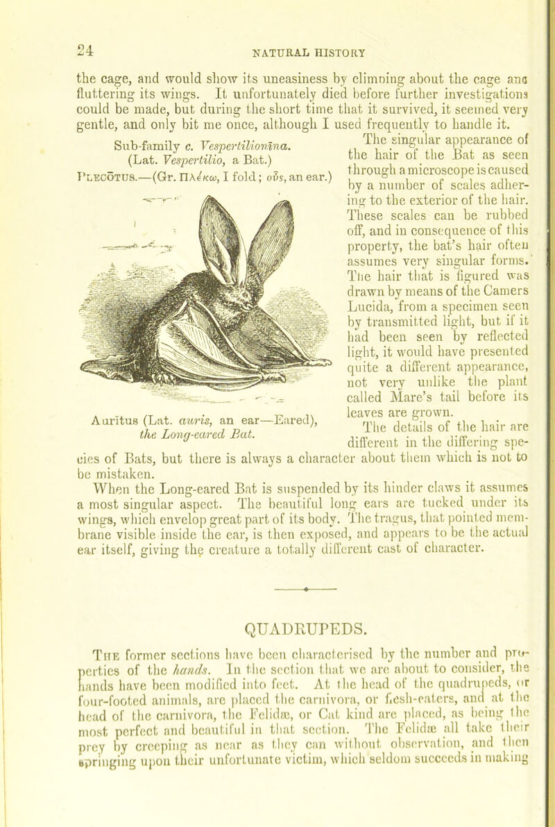 the cage, and would show its uneasiness by climning about the cage ano fluttering its wings. It unfortunately died before further investigations could be made, but during the short time that it survived, it seemed very gentle, and only bit me once, although I used frequently to handle it. The singular appearance of the hair of the Bat as seen through a microscope is caused by a number of scales adher- ing to the exterior of the hair. These scales can be rubbed off, and in consequence of this property, the bat’s hair ofteu assumes very singular forms.' Tlie hair that is figured was drawn by means of the Gamers Lucida, from a specimen seen by transmitted light, but if it had been seen by reflected light, it would have presented quite a difl’erent appearance, not very unlike tlie plant called Mare’s tail before its leaves are grown. Tlie details of the hair are different in the differing spe- cies of Bats, but there is always a character about tliem which is not to be mistaken. When the Long-eared Bat is suspended by its hinder claws it assumes a most singular aspect. The beautiful long ears are tucked under its wings, which envelop great part of its body. Tlie tragus, that pointed mem- brane visible inside the ear, is then exposed, and appears to be the actual ear itself, giving thf creature a totally diircrcnt cast of character. Sub-family c. VesperliliovUna. (Lat. Vespertilio, a Bat.) I’CECOTUS.—(Gr. TWeKo), I fold; oils, an ear.) Aaritus (Lat. aitris, an ear—Eared), the Long-cared Bat. QUADRUPEDS. Titk former sections have been cli.aracleriscd by the number and pro- perties of the hands. In tlu; section that we are about to consider, the hands have been modified into feet. At the head of the quadrupeds, or four-footed animals, are |)laccd t.he carnivora, or fiesh-eaters, and at the head of the carnivora, the Pclidflc, or Cat kind are iilaced, as being the most perfect and beautiful in that section. 'I'hc Fclidie all take their prey by creeping as near as they can without observation, and then ttpringing upon their unfortunate victim, which seldom succeeds in making