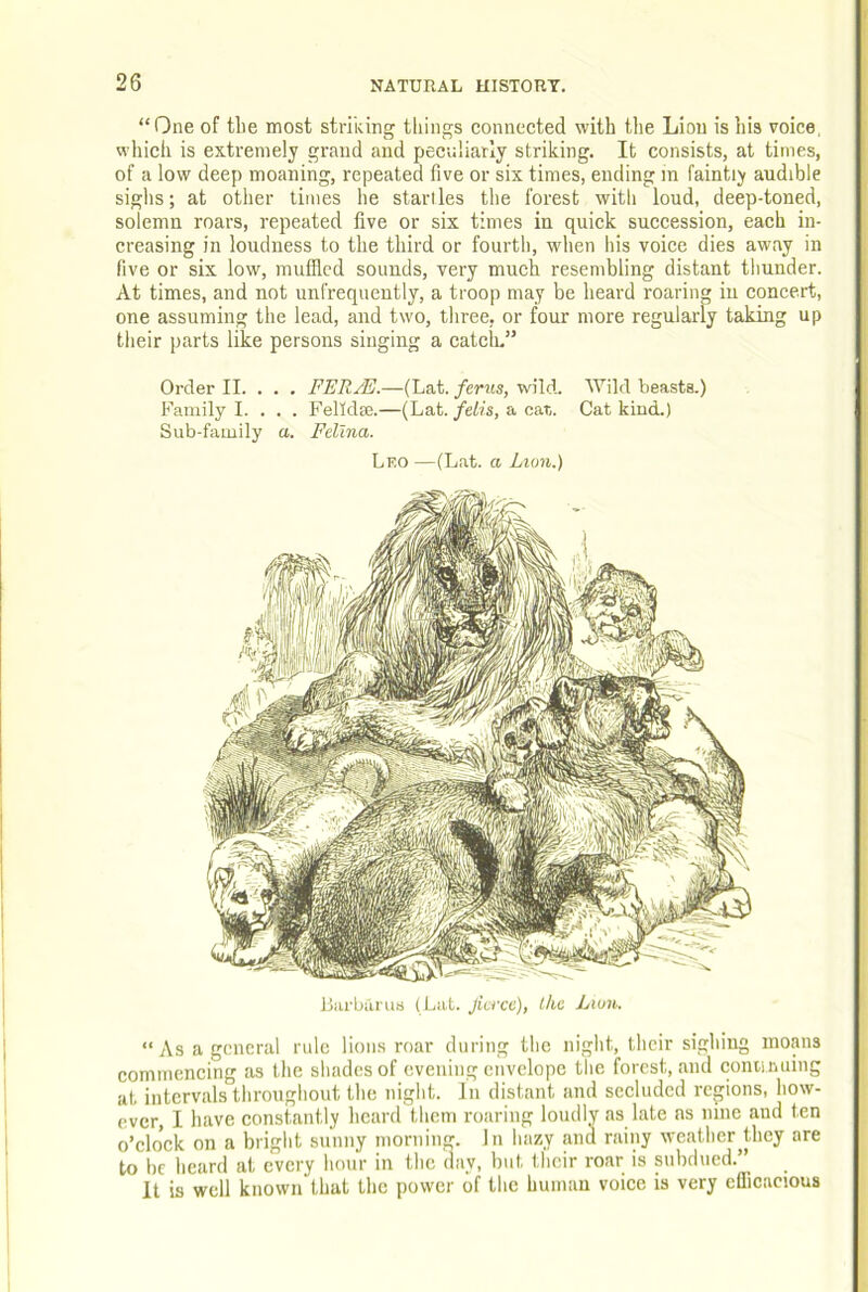 “One of tlie most striking things connected with tlie Lion is his voice, which is extremely grand and pecnliatly striking. It consists, at times, of a low deep moaning, repeated five or six times, ending m faintly audible sighs; at other times he startles the forest with loud, deep-toned, solemn roars, repeated five or six times in quick succession, each in- creasing in loudness to the third or fourth, when his voice dies away in five or six low, muffled sounds, very much resembling distant thunder. At times, and not unfrequeutly, a troop may be heard roaring in concert, one assuming the lead, and two, three, or four more regularly taking up their parts like persons singing a catclu” Order II. . . . FERJE.—(Lat. ferns, wild. Wild beasts.) Family I. . . . Felidae.—(Lat. felis, a car,. Cat kind.) Sub-family a. Fellna. Leo —(Lat. a Lion.) Jjarbiirus (Lat. Jicrcc), the Lion. “As a general rule lions roar during the night, their sigliing moans commencing as the shades of evening envelope tlie forest, and coniiiuiing at intervals throughout the night. In distant and secluded regions, how- ever, I have constantly heard them roaring loudly as late ns nine and ten o’clock on a bright sunny morning. In liazy and rainy weather^they are to be heard at every hour in the day, but their roar is subdued.” It is well known that the power of tlie human voice is very efficacious