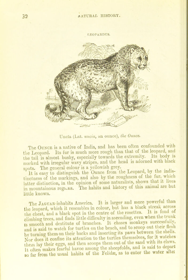 r,EOPAHT)us. Uucia (Lat. uncia, an ounce), Ihc Ounce. The Ounce is a native of Lidia, and has been often confounded with the Leopard. Its fur is much more rougli than that of the leopard, and tiie tail is almost bushy, especially towards the extremity. Its body is marked with irregular wavy stripes, and the head is adorned with black spots. The general colour is a yellowish grey. i • j- It is easy to distinguish the Ounce from the Leopard, by the Ridis- tinctness of the markings, and also by the roughness ot the fur, which latter distinction, in the opinion of some naturalists, shows that it lives in mountainous regmns. The habits and history of this animal aie but little known. The Jaguar inhabits America. It is larger and more powerful than the leopard, which it resembles in colour, but has a black streak across the chest, and a black spot in the centre of the rosettes. It is loud ot climbiim trees, and finds little difficulty in ascending, even when the trunk 13 smooth and destitute of br.anches. It chases monkeys succcsstullv, and is said t o watch for turtles on the beach, and to scoop out their flesh bv turning them on their backs and inserting its paws between the shells. Nor docs it confine its attention to the turtles themselves, for ;t watches I,hem lav their eggs, and then scoops them out of the sand with its claws, it often makes fearful havoc among the shceplolds, and is said to depart 80 far from the usual habits of the Lclidijc, as to cuter the water aftei