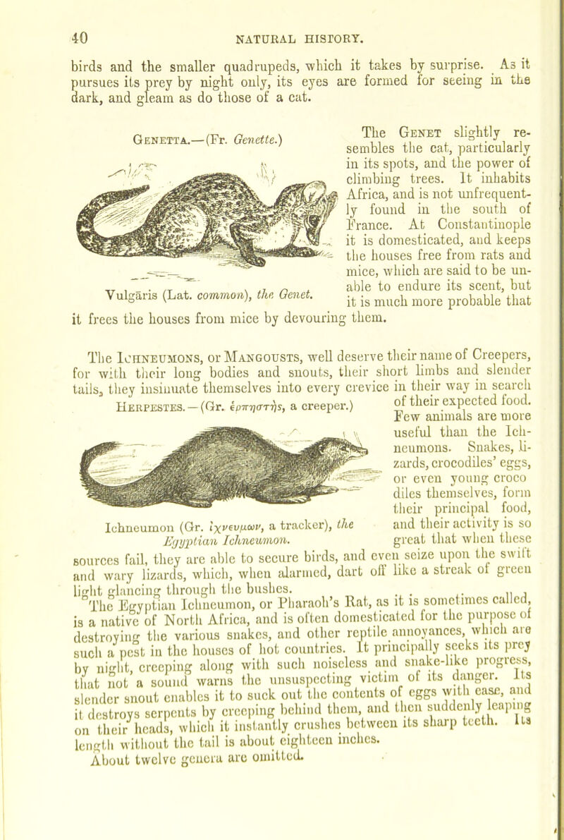 birds and the smaller quadrupeds, which it takes by surprise. As it pursues its prey by night only, its eyes are formed for seeing in the dark, and gleam as do those of a cat. Genetta.— (Fr. Genette.) Vulgaris (Lat. common), the Genet. it frees the houses from mice by devouring them. The Genet slightly re- sembles tlie cat, particularly in its spots, and the power of climbing trees. It inhabits Africa, and is not imfrequent- ly found in the south of France. At Constantinople it is domesticated, and keeps the houses free from rats and mice, which are said to be un- able to endure its scent, but it is much more probable that The Ichneumons, otMangousts, well deserve their name of Creepers, for with their long bodies and snouts, their short limbs and slender tails, they insinuate themselves into every crevice in their way in search V r\f IliPir pv npr*hpH FnnH- Herpestes. —(Gr, epmjarris, a creeper. of their expected food. Few animals are more useful than the Ich- neumons. Snakes, li- zards, crocodiles’ eggs, or even young croco diles themselves, form their principal food, Ichueumon (Gr. a tracker), the and their activity is so E(jyx>lian Ichneumon. great that when these sources fail, they arc able to secure birds, and even seize upon the swift and wary lizards, which, when alarmed, dart oft like a streak of gieeu light glancing through the bushes. . The Egyptian Ichneumon, or Fharaoh’s Hat, as it is sometimes called, is a native of North Africa, and is often domesticated for the purpose of destroying the various snakes, and other reptile annoyances, whicli aie such a pest in the houses of hot countries. It pnuciiially seeks its prey by ni'dit, creeping along with such noiseless and snake-like progress, that not a sound warns the unsuspectiiig victim of its danger. Its slender snout enables it to suck out the contents of eggs with ease, and it destroys serpents by crccjiing behind them and then suddenly leaping on their'^heads, which it instantly crushes between its sharp teeth. Us length without the tail is about eighteen inches. About twelve genera arc omitted.