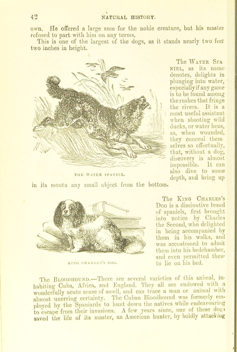 own. He offered a large sum for the noble creature, but his master refused to part with him on any terms. Tills is one of the largest of the dogs, as it stands nearly two feet two inches in height. THE WATEH SPANIEL. in its moLita any small object from the bottom. The Water Spa NIEL, as its name denotes, delights in plunging into water, especially if any game is to be found among the rushes that fringe the rivers. It is a most useful assistant when shooting wild ducks, or water hens, as, when wounded, they conceal them selves so effectually, that, without a dog, discovery is almost impossible. It can also dive to some depth, and bring up K I NG ( It A 11 I.KS’S DOG. The King Crarles’s Dog is a diminutive breed of spaniels, first brought into notice by Charles the Second, who delighted in being accom|'>auicd by them in his walks, and was accustomed to admit them into his bedchamber, and even permitted then’ to lie on his bed. fi'he Enoonuou.NO.—There are several varieties of this animal, in- habiting Cuba, Africa, and Kugland. 'I'liey aJl are endowed with a wonderfully acute sense of smell, and can t race a man or animal with almost unerring certainty. 'I’lic Cuban Bloodhound was formerly em- ployed by the Spaniards to hunt down the natives while endeavouring to mscape from their invasions. A few years since, one of these dog» saved the life of its master, an American hunter, by boldly attacking