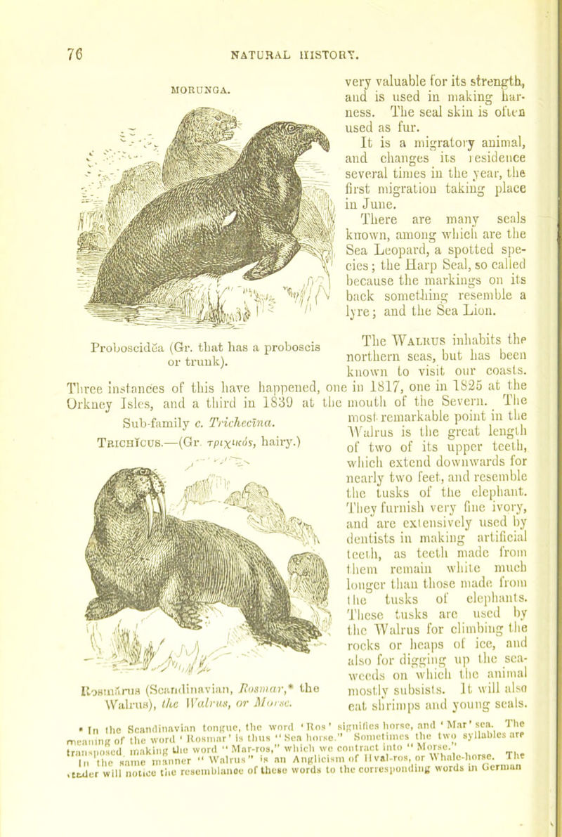 MORUNOA. very valuable tor its strength, and is used in making har- ness. The seal skin is ol'ien used as fur. It is a migratory animal, and changes its lesidence several times in the year, the first migration taking place iu June. There are many seals known, among wdiich are the Sea Leopard, a spotted spe- cies ; the Harp Seal, so called because the markings on its back something resemble a lyrej and the Sea Lion. Proboscidea (Gr. that has a proboscis or trunk). The Walrus inhabits the northern seas, but has been known to visit our coasts. Tliree Instances of this have happened, one in 1817, one in 1825 at the Orkney Isles, and a third iu 1839 at the mouth of the Severn. The Sub-family c. Trichccina. TbichIcus.—(Gr, rpix<-Kos, hairy.) lloHinilniH (Scandinavian, Bosniar* the Walrus), the If’dh'tt.i, or l\loiisc. mos(. remarkable point iu the AValrus is the great length of two of its upper teeth, which extend downwards for nearly two feet, and resemble the tusks of the elephant. They furnish very fine ivory, and are extensively used by dentists in making artificial teeth, as teeth made from them remain white much longer than those made from the tusks of elephants. These tusks arc used by the Walrus for climbing the rocks or heaps of ice, and also for digging up the sea- weeds on which the animal mostly subsists. It will also cat shrimits and young seals. •In the Scaiulinnvi.m tonnuc, the wont ‘Bos' siKih(ic.s tiorse, .and ‘ M.ir sea. The \eaninir of tlie wont ‘ Rosinar’ ts Unis Sea tuirse. Smneliiiies tlie two sytlabtcs are ■aiinioscd iriakiiii; Uiu word  Mar-ros, wliicti wc contract into  Morse.' In' fn  Watriis is an AiiKtieism of 11 vat-ros, or Whale-horse. The The 1 are mean trails,-.-,—, . Ill tlic naiiio iiianrior * Walrus ih an Anfriik. . • .ttder Witt notice tlie resenibtanoe of these words to the correspondini: words m German