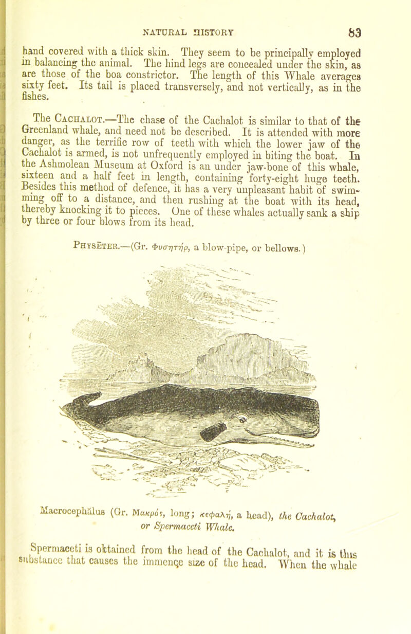 hand covered with a thiek skin. They seem to be principally employed in balancing the animal. The hind legs are concealed under the skin, as are those of the boa constrictor. The length of this Whale averages silty feet. Its tail is placed transversely, and not vertically, as in the fishes. The Cachalot.—The chase of the Cachalot is similar to that of the Greenland whale, and need not be described. It is attended with more danger, as the terrific row of teeth with which the lower jaw of the Cachalot is armed, is not unfrequently employed in biting the boat. In the Ashmolean Museum at Oxford is an under jaw-bone of this whale, Mxteen and a half feet in length, containing forty-eight huge teeth. Besides this method of defence, it has a very unpleasant habit of swim* mmg off to a distance, and then rushing at the boat with its head, thereby knocking it to pieces. One of these whales actually sank a ship by three or four blows from its head. PhyS£TEE.—(Gr. <J>i/o-?jT7)p, a blow-pipe, or bellows.) ilacrocephalus (Or. Mmp6?, long; a head), Ific Cachalot, or Spermaceti Whale. Spermaceti is obtained from the head of the Cachalot, and it is this substance that causes the imnicnqe size of the head. When the whale