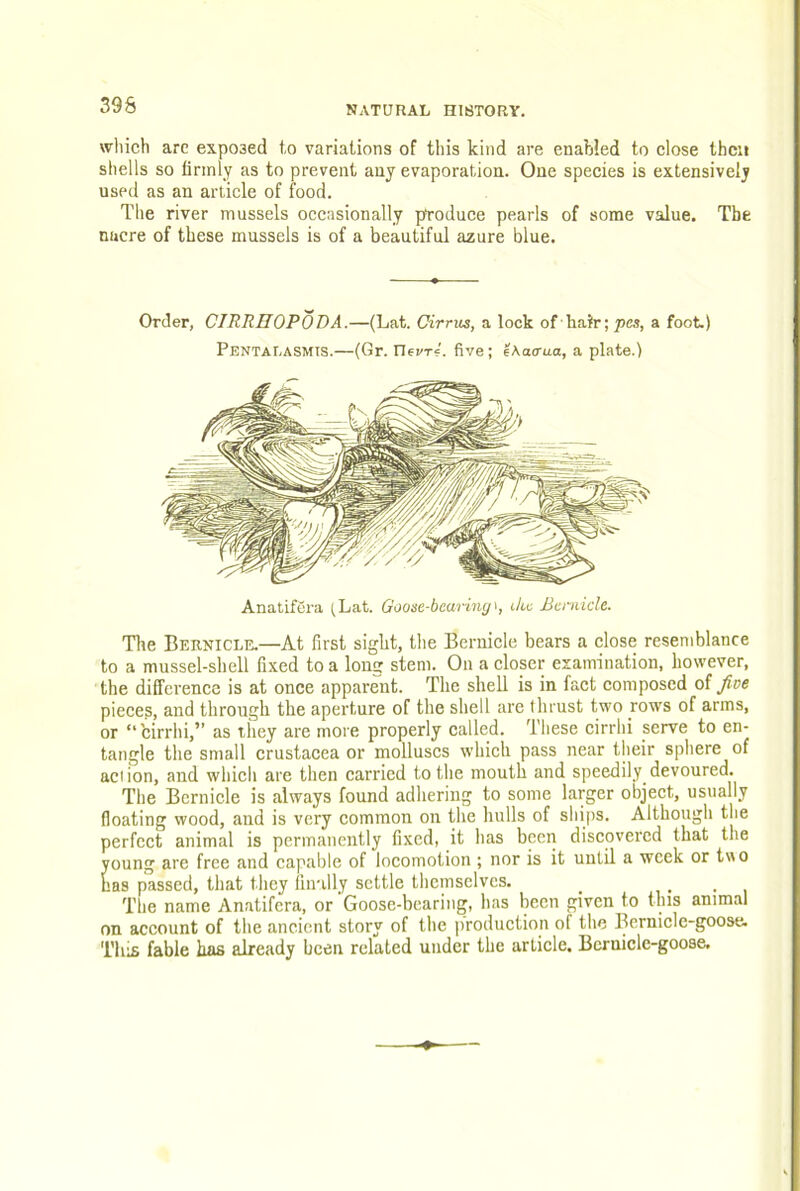 wliich are exposed t,o variations of this kind are enabled to close their shells so firmly as to prevent any evaporation. One species is extensively used as an article of food. The river mussels occasionally produce pearls of some value. The nucre of these mussels is of a beautiful azure blue. Order, CIRRHOPODA.—(Lat. Cirrus, a lock of hair; pes, a foot.) Pentalasmts.—(Gr. Uevr^. five; lAacrua, a plate.) AnatifCra (Lat. Goose-bearings, ike Bernicle. The Bernicle.—At first sight, the Bernicle bears a close resemblance to a mussel-shell fixed to a long stem. On a closer examination, however, the difference is at once apparent. The shell is in fact composed oi Jive pieces, and through the aperture of the shell are thrust two rows of arms, or “cirrhi,” as they are more properly called. These cirrhi serve to en- tangle the small Crustacea or molluscs which pass near their sphere of action, and which are then carried to the mouth and speedily_devoured. The Bernicle is always found adhering to some larger object, usually floating wood, and is very common on the hulls of ships. Although the perfect animal is permanently fixed, it has been discovered that the young are free and capable of locomotion ; nor is it until a week or tvio has passed, that they finally settle themselves. _ i • • i The name Anatifera, or Goose-bearing, has been given to this animal on account of the ancient story of the production of the Berniclc-goose. This fable has already been related under the article. Bcrnicle-goose.