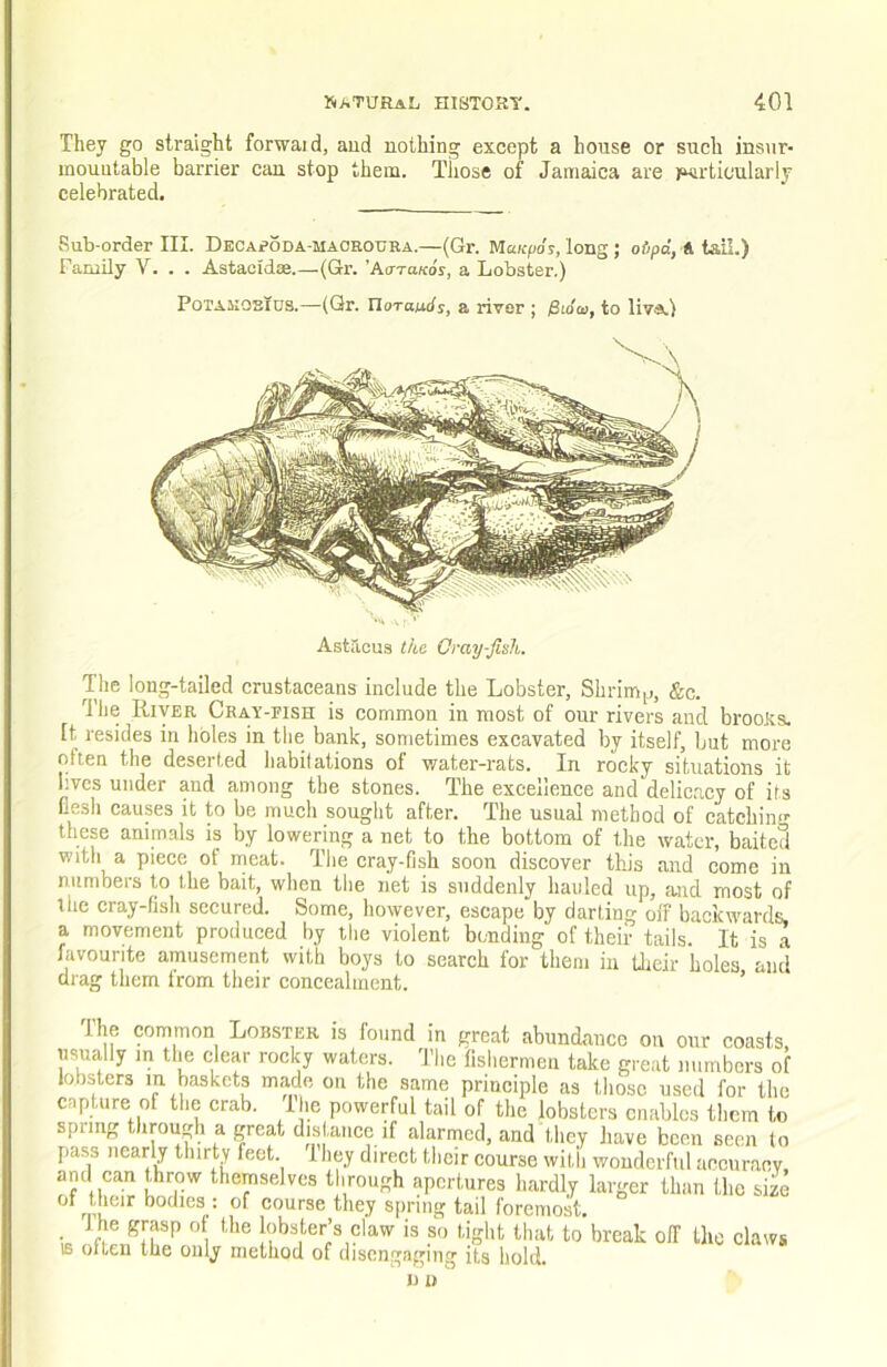 They go straight forwaid, aud nothing except a house or such insur- mountable barrier can stop them. Those of Jamaica are fmrtic'ularlj' celebrated. Sub-order III. DECAeoDA-MAOROURA.—(Gr. Mawpo's, long; ft tail.) Faruily V. . . Astaoidse.—(Gr. 'Acttukos, a Lobster.) The long-tailed crustaceans include the Lobster, Shrim[,, &c. J'he River Cray-fish is common in most of our rivers and brooRs, [t resides in holes in the bank, sometimes excavated by itself, but more often the deserted habitations of water-rats. In rocky situations it lives under and among the stones. The excellence and delicacy of its flesh causes it to be much sought after. The usual method of catching these animals is by lowering a net to the bottom of the water, baited with a piece ot rneat. The cray-fish soon discover this and come in numbers to the bait, when the net is suddenly hauled up, aud most of the cray-fish secured. Some, however, escape by darting off backwards, a movement produced l>y the violent bending of their tails. It is a favourite amusement with boys to search for them in Uieir holes and drag them Irom their concealment. ’ POTAIIOSIUS.—(Gr. norauds, a river ; ^Sio'cs, to liva.) Astacus the Cray-fish.