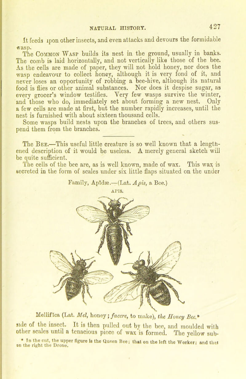 It feeds ipon other insects, and even attacks and devours the formidable fl'asp. The CoiTMON Wasp builds its nest in the ground, usually in banks. The comb is laid horizontally, and not vertically like those of the bee. As the cells are made of paper, they will not hold honey, nor does the wasp endeavour to collect honey, although it is very fond of it, and never loses an opportunity of robbing a bee-hive, although its natural food is flies or other animal substances. Nor does it despise sugar, as every grocer’s window testifies. Very few wasps survive the winter, and those who do, immediately set about forming a new nest. Only a few cells are made at first, but the number rapidly increases, until the nest is furnished with about sixteen thousand cells. Some wasps build nests upon the branches of trees, and others sus- pend them from the branches. The Bee.—This useful little creature is so well known that a length- ened description of it would be useless. A merely general sketch will be quite sufficient. The cells of the bee are, as is well known, made of wax. This wax is secreted in the form of scales under six little flaps situated on the under Family, Apldse.—(Lat. Aj)is, a Bee.) APIS. Melliflca (Lat. Mel, honey ;/accrc, to make), the Honey Bee* side of the insect. It is then pulled out by the bee, and moulded with other scales until a tenacious piece of wax is formed. The yellow sub- • In the cut, the upper figure Is the Queen fiee; that on the left the Worker; and tli»l on the riKht the Drone.