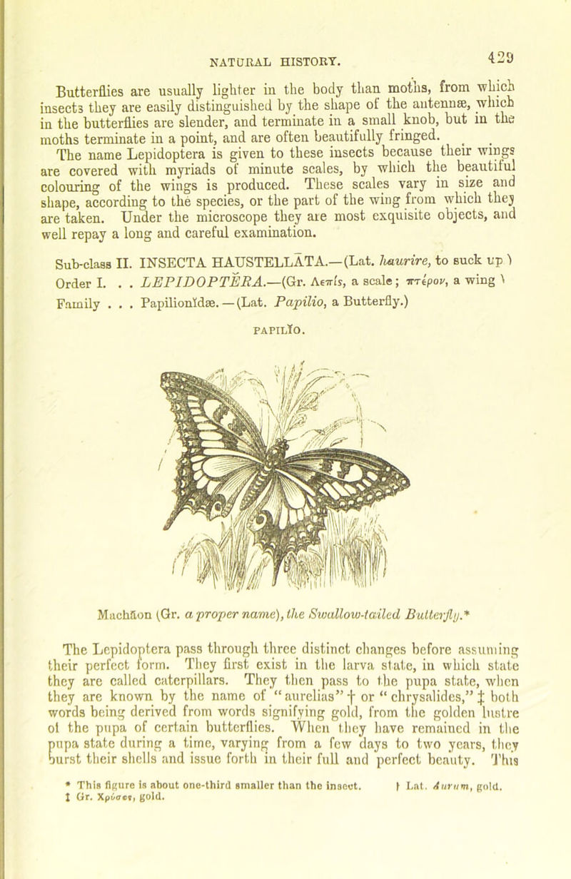 Butterflies are usually lighter in the body than moths, from 'which insects they are easily distinguished by the shape of the antennae, which in the butterflies are slender, and terminate in a small knob, but in the moths terminate in a point, and are often beautifully fringed. The name Lepidoptera is given to these insects because their wings are covered with myriads of minute scales, by which the beautiful colouring of the wings is produced. These scales vary in size and shape, according to the species, or the part of the wing from which they are taken. Under the microseope they aie most exquisite objects, and well repay a long and careful examination. Sub-class II. INSECTA HAUSTELLATA.—(Lat. haurire, to suck up 1 Order I. . . LEPIDOPTERA.—(Gr. Aeirfs, a scale; itTtpov, a wing 1 Family . . . Papilionidae. — (Lat. Pap)i7io, a Butterfly.) papilIo. MachSon (Qr. afroper name),tli‘& Swallow-tailed BulterJUj.* The Lepidoptera pass through three distinct changes before assuming their perfect form. They first exist in the larva state, in which state they are called caterpillars. They then pass to the pupa state, when they are known by the name of “aurelias”f or “ chrysalides,” J both words being derived from words signifying gold, from tiie golden lustre ol the pupa of certain butterflies. When they have remained in the pupa state during a time, varying from a few days to two years, tlicy burst their shells and issue forth in their full and perfect beauty. 'J’his • This figure is about one-third smaller than the insect. i Lat, Aurum, gold. I Gr. Xpi/ac<, gold.