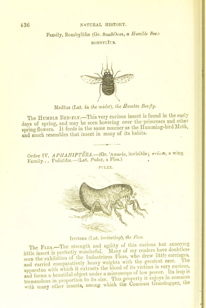 Family, Bombylidse (Gr. a Humble Ree<'i BOMBTI.YrS. Medlus (Lat. in the midst), the Humble Bee-fly. Tbe Humble Bee-ely.—This very curious insect is found in the early days of spring, and may be seen hovering over the primroses and other spring flowers. It feeds in the same manner as the Humming-bird Moth, and much resembles that insect in many of its habits. Order IV. APHANIPTERA.—{Qv. 'A<pavi]s, invisible; ttt^cov, a wing. Family . .' Pulicldm.—ILat. Pulex, a Flea.) ft; lex. Irritans (T,at. irritating), the Flea. The Flea—The strength and agility of tliis curious but annoying l.ttinnsFct is perfectly wonderful. Many of my readers have doubtless seen tCexhib!i-iou of the Industrious Fleas, who drew lit le carriage.^ mid carried comparatively heavyweights with the greatest ease, iho aSnaratui wiU. w^.ich it extracts the blood of its victims is very curious and forms a beautiful object under a microscope of low power. Us leap “ieJot 'r ;lo porliot lo ils size. Thiz nro.mrt, it enjn,, m com.no.. with many other insects, among which the Common Grasshopper,