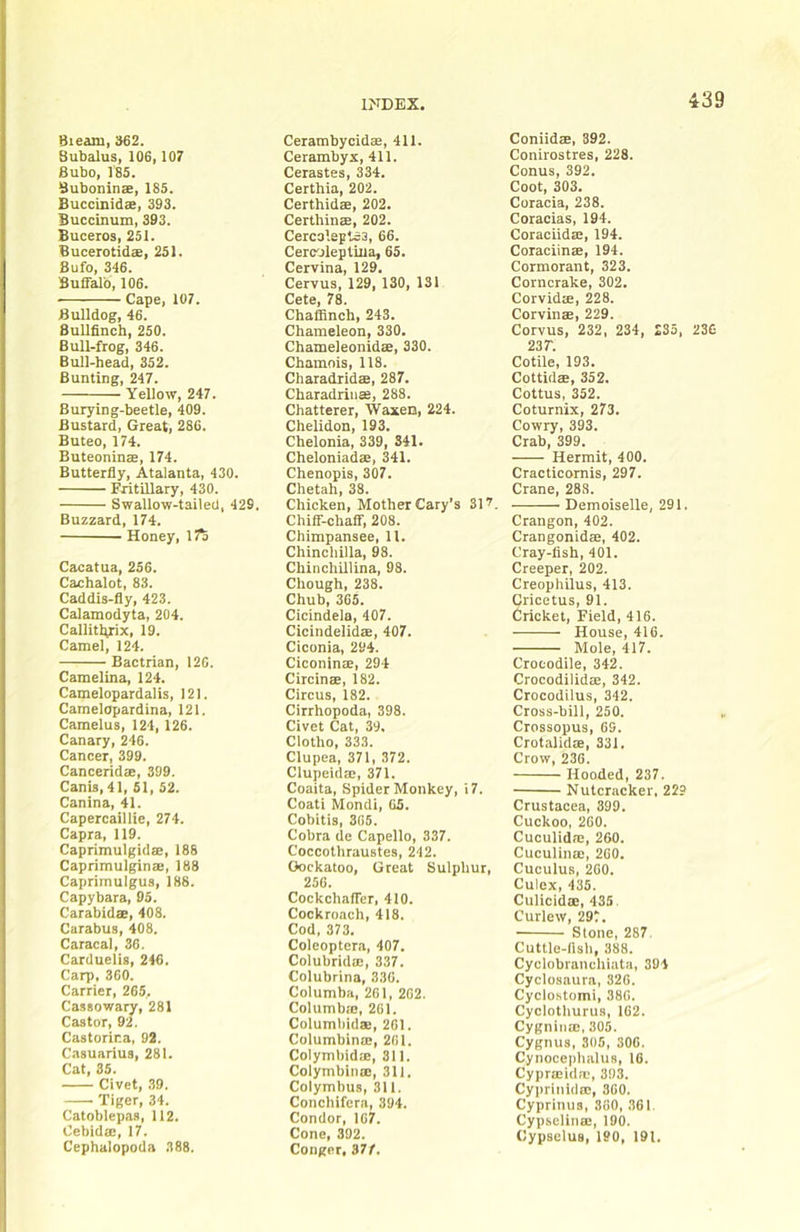 Bieam, 362. Subalus, 106,107 Bubo, 185. Bubonins, 185. Buccinidae, 393. Buccinum, 393. Buceros, 251. Bucerotidae, 251. Sufo, 346. Buffalo, 106. Cape, 107. Bulldog, 46. Bullfinch, 250. Bull-frog, 346. Bull-head, 352. Bunting, 247. Yellow, 247. Burying-beetle, 409. Bustard, Great, 286. Buteo, 174. Buteoninae, 174. Butterfly, Atalanta, 430. Fritillary, 430. Swallow-tailed, 429, Buzzard, 174. Honey, iJa Cacatua, 256. Cachalot, 83. Caddis-fly, 423. Calamodyta, 204. Caliitltrix, 19. Camel, 124. Bactrian, 126. Camelina, 124. Camelopardalis, 121. Camelopardina, 121. Camelus, 124, 126. Canary, 246. Cancer, 399. Canceridae, 399. Canis,41, 51, 52. Canina, 41. Capercaillie, 274. Capra, 119. Caprimulgidse, 188 Caprimulginae, 188 Caprimulgus, 188. Capybara, 95. Carabids, 408. Carabus, 408. Caracal, 36. Carduelis, 246. Carp, 360. Carrier, 265, Cassowary, 281 Castor, 92. Castorina, 92. Casuarius, 281. Cat, 35. Civet, 39. Tiger, 34. Catoblepas, 112. Cebido:, 17. Cephalopoda 388. Cerambycidaa, 411. Cerambyx, 411. Cerastes, 334. Certhia, 202. Certhidm, 202. Certhinae, 202. Cercaleptas, 66. Cerobleptiila, 65. Cervina, 129. Cervus, 129, 130, 131 Cete, 78. Chaffinch, 243. Chameleon, 330. Chameleonidae, 330. Chamois, 118. Cliaradridae, 287. Charadriiiae, 288. Chatterer, Waxeo, 224. Chelidon, 193. Chelonia, 339, 341. Cheloniadae, 341. Chenopis, 307. Chetah, 38. Chicken, Mother Cary’s 317. Chiff-chaff, 208. Chimpansee, 11. Chinchilla, 98. Chinchillina, 98. Chough, 238. Chub, 365. Cicindela, 407. Cicindelidm, 407. Ciconia, 294. Ciconinte, 294 Circinae, 182. Circus, 182. Cirrhopoda, 398. Civet Cat, 39, Clotho, 333. Clupea, 371, 372. Clupeida;, 371. Coaita, Spider Monkey, i7. Coati Mondi, 65. Cobitis, 365. Cobra de Capello, 337. Coccothraustes, 242. Cockatoo, Great Sulphur, 250. Cockchaffer, 410. Cockroach, 418. Cod, 373, Coleoptera, 407. ColubridtE, 337. Colubrina, 330. Columba, 261, 202. ColumbiE, 261. Columbidae, 201. Columbinae, 261. Colymbidae, 311. ColymbiiuE, 311. Colymbus, 311. Conchifera, 394. Condor, 107. Cone, 392. Conger, 877. Coniidae, 392. Conirostres, 228. Conus, 392. Coot, 303. Coracia, 238. Coracias, 194. Coraciida:, 194. Coraciin®, 194. Cormorant, 323. Corncrake, 302. Corvidte, 228. Corvinae, 229. Corvus, 232, 234, £35, 236 237. Cotile, 193. Cottidae, 352. Cottus, 352. Coturnix, 273. Cowry, 393. Crab, 399. Hermit, 400. Cracticomis, 297. Crane, 288. Demoiselle, 291. Crangon, 402. Crangonidae, 402. Cray-fish, 401. Creeper, 202. Creophilus, 413. Cricetus, 91. Cricket, Field, 416. House, 416. Mole, 417. Crocodile, 342. Crocodilidae, 342. Crocodilus, 342. Cross-bill, 250. Crossopus, 63. Crotalidae, 331. Crow, 236. Hooded, 237. Nutcracker, 229 Crustacea, 399. Cuckoo, 260. CuculidiE, 260. Cuculinae, 260. Cuculus, 260. Culex, 435. Culicidae, 435. Curlew, 297. Stone, 287. Cuttle-llsh, 388. Cyclobranchiata, 394 Cyclosaura, 326. Cyclo.stomi, 386. Cyclothurus, 162. Cygninae, 305. Cygnus, 305, 300. Cynocephalus, 16. Cypraeidac, 393. Cyprinidae, 300. Cyprinus, 360, 361. Cypselinae, 190. CypselUB, 190, 191.