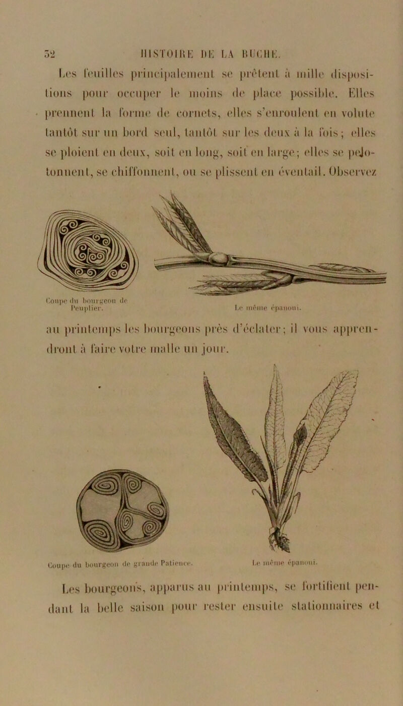 Les feuilles principalement se prêtent à ni il 1«' disposi- tions pour occupe]’ le moins de place possible. Elles prennent la l’orme de cornets, elles s’enroulent en volute tantôt sur un bord seul, tantôt sur les deux à la lois; elles se ploient eu deux, soit en long, soit en large; elles se pelo- tonnent, se chiffonnent, ou se plissent en éventail. Observez Coupe du bourgeon de grande Patience. I.e même épanoui. Les bourgeons, apparus au printemps, se fortifient pen- dant la belle saison pour rester ensuite stationnaires et Coupe du bourgeon do Peuplier. Le même épanoui. au printemps les bourgeons près d’éclater; il vous appren- dront à faire votre malle un jour.