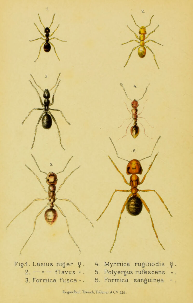 1. 2. Fig/1. Lasius niger • 2. — ” — f lavus ” . 3. Formica fusca- . 4. Myrmica ruginodis 5 • 5. Polyergus rufescens -. 6. Formica sanguinea » .