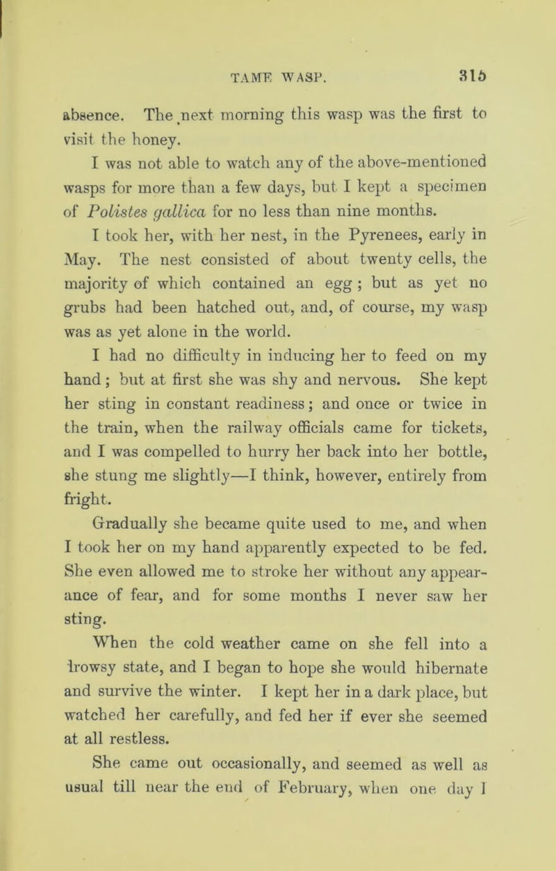 absence. The next morning this wasp was the first to visit the honey. I was not able to watch any of the above-mentioned wasps for more than a few days, but I kept a specimen of Polistes gallica for no less than nine months. T took her, with her nest, in the Pyrenees, early in May. The nest consisted of about twenty cells, the majority of which contained an egg ; but as yet no grubs had been hatched out, and, of course, my wasp was as yet alone in the world. I had no difficulty in inducing her to feed on my hand ; but at first she was shy and nervous. She kept her sting in constant readiness; and once or twice in the train, when the railway officials came for tickets, and I was compelled to hurry her back into her bottle, she stung me slightly—I think, however, entirely from fright. Gradually she became quite used to me, and when I took her on my hand apparently expected to be fed. She even allowed me to stroke her without any appear- ance of fear, and for some months I never saw her sting. When the cold weather came on she fell into a lrowsy state, and I began to hope she would hibernate and survive the winter. I kept her in a dark place, but watched her carefully, and fed her if ever she seemed at all restless. She came out occasionally, and seemed as well as usual till near the end of February, when one day 1
