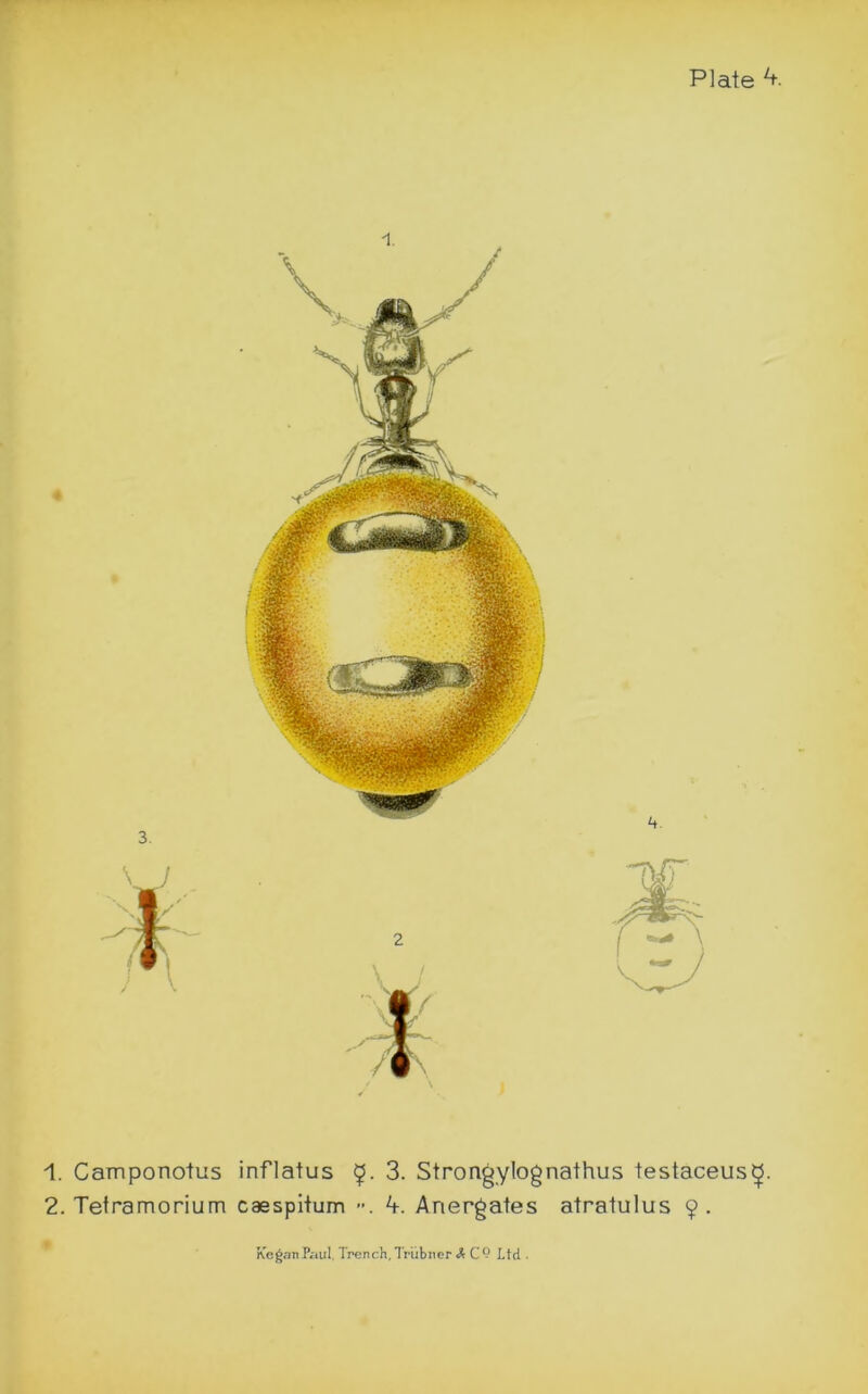 1. Camponotus inflatus 9. 3. Strongylognathus testaceus^. 2. Tetramorium caespitum Ariergates atratulus 9.